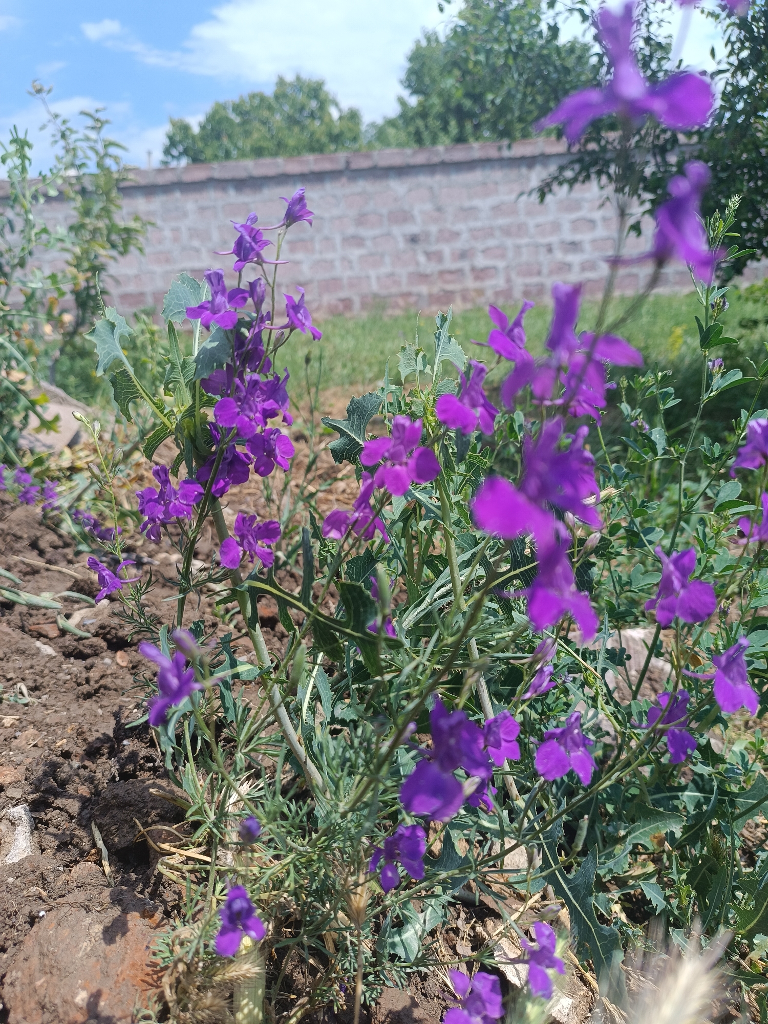 The image shows a patch of purple wildflowers growing in a garden or natural area in Talin, Armenia. The flowers are small with delicate petals, and they are clustered on tall, slender stems. The plants are surrounded by dry, brown soil and sparse green grass. In the background, a brick wall and some trees are visible, suggesting the presence of a building or a park. The sky above is blue with some white clouds. The overall scene is one of natural beauty in an outdoor setting.