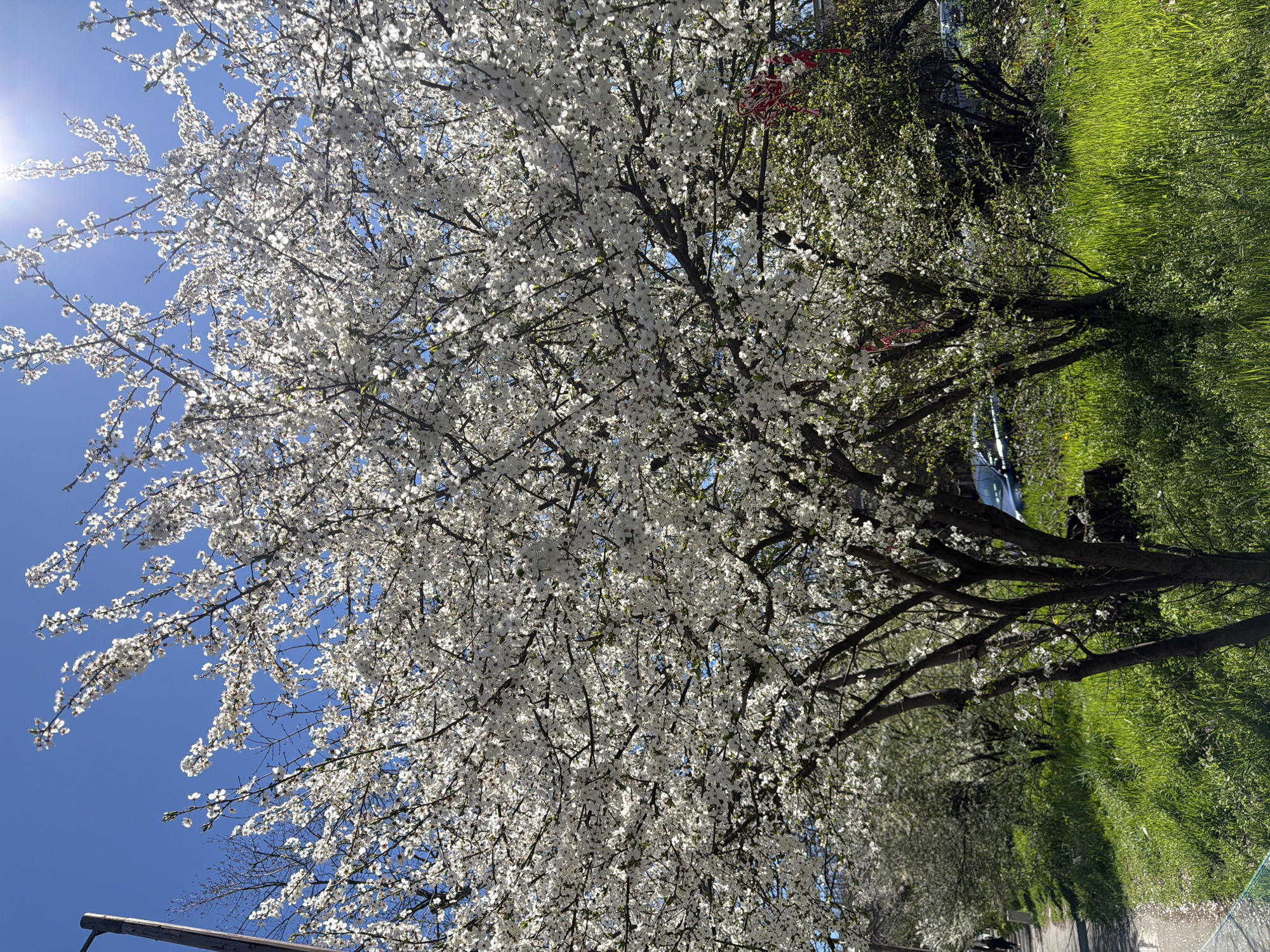 The image shows a tree in full bloom with white flowers against a bright blue sky. The sun is shining brightly. Part of a grassy area is visible on the right side of the image. There is also part of a street in the bottom of the image. I cannot determine the exact location in Sofia, Bulgaria based on visual information alone.