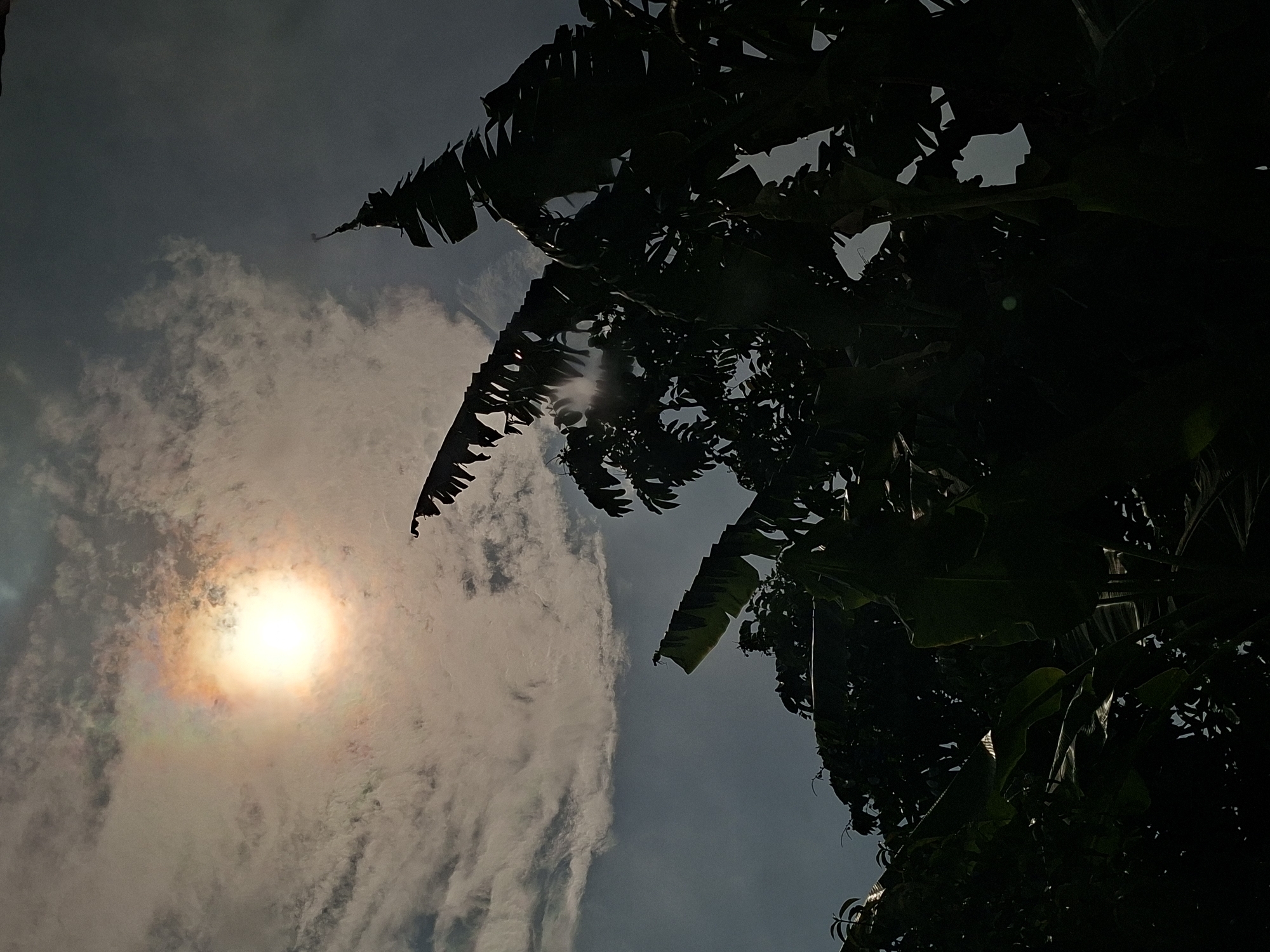 A low-angle shot captures the sun shining through a cloudy sky, partially obscured by the silhouette of a tree. The sun appears as a bright, slightly diffused orb with a faint halo of colors around it, suggesting possible atmospheric effects. The tree, likely a banana or similar tropical plant, is positioned to the right and top of the frame, its dark leaves contrasting sharply with the brighter sky. The overall light level is relatively low. The scene is outdoor. Location in the city of Pie, Indonesia, is unknown.