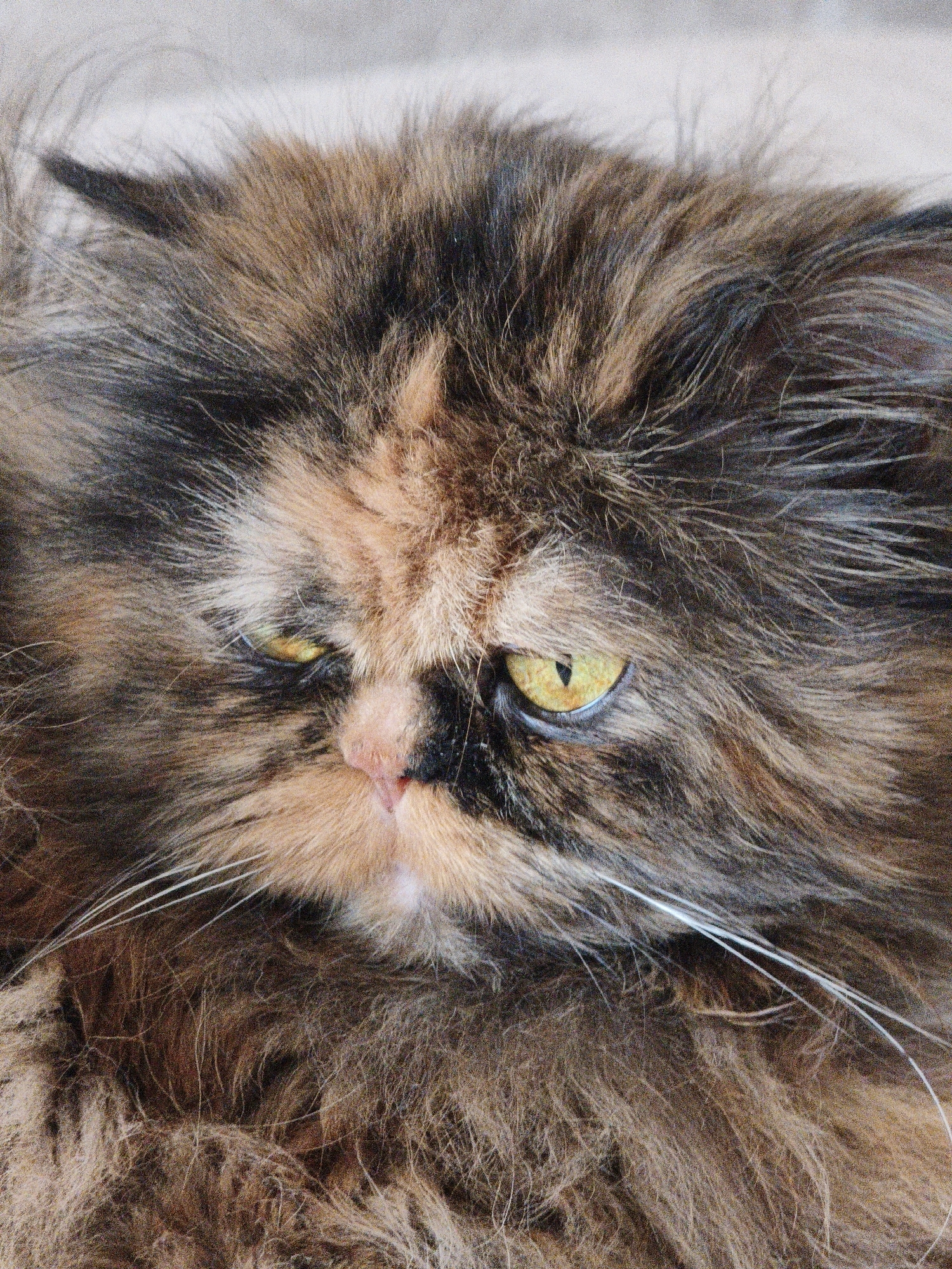 A close-up, eye-level, portrait of a long-haired calico cat with a fluffy mane and striking yellow eyes is presented against a soft, neutral background. The cat's face is the primary focus, with its fur exhibiting a mix of black, brown, and orange patches, creating a marbled effect. Its eyes are large and luminous yellow, with dark pupils. The cat's pink nose is visible between its eyes, and its white whiskers are prominent against its darker fur. The fur is disheveled, giving the cat a somewhat wild or untamed appearance. The lighting appears to be natural, casting soft shadows and highlighting the texture of the fur. The overall impression is of a regal and somewhat grumpy-looking feline. The scene is not set in a specific city location but rather appears to be an indoor or controlled environment.