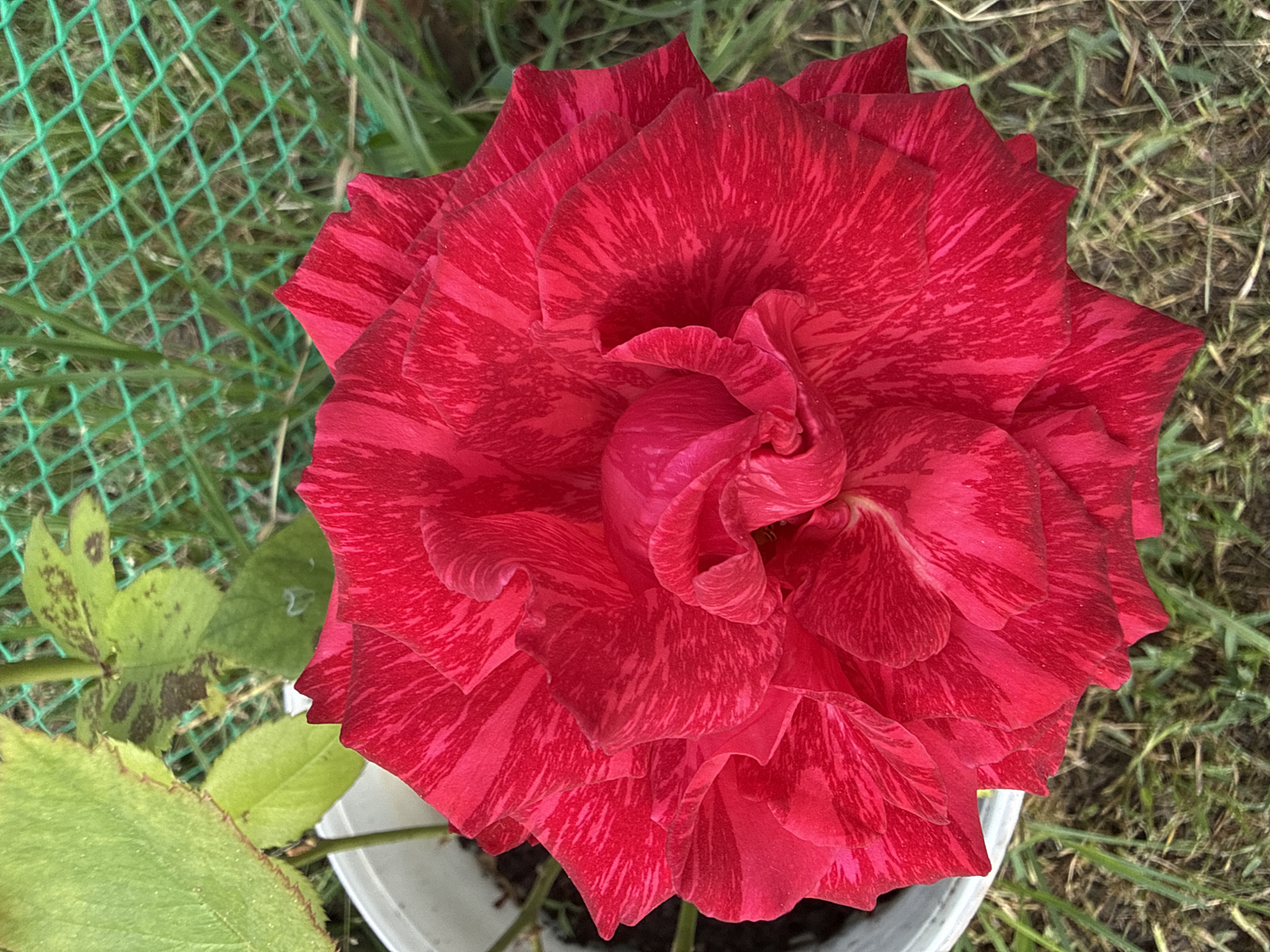A close-up, high-angle shot captures a vibrant, striped red rose in full bloom, dominating the frame. The rose's petals exhibit a striking pattern of deep red and lighter pink stripes. To the left, a white pot with dark soil is partially visible. Behind the rose, green foliage and blades of grass are interspersed with a green diamond-patterned fence. The background consists of more grass and hints of dry leaves on the ground. The image does not contain any people or indicate a specific location in Baranovka, Russia.