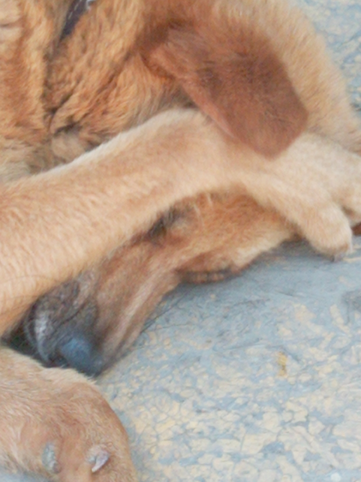 The image shows a close-up of a brown dog resting on a light blue, textured surface. The dog's face is partially obscured by its paw, but its dark nose and mouth are visible. The dog's fur appears thick and coarse. The surface beneath the dog resembles a concrete or paved area with a patterned texture, possibly outdoors. The scene is devoid of any human presence or specific landmarks that would indicate its location within Artyom, Russia.