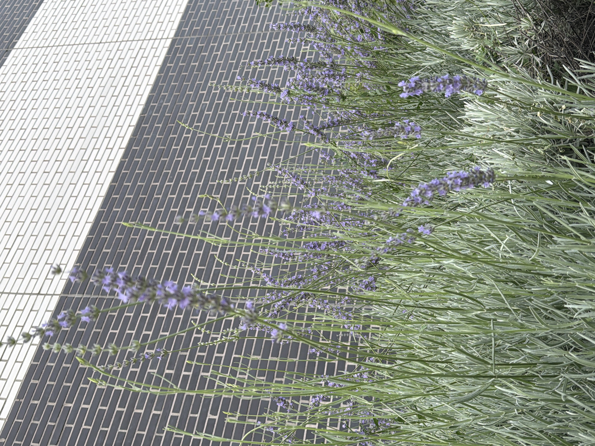A close-up, low-angle shot captures a dense cluster of lavender plants in bloom, with their purple flower spikes and grey-green foliage filling the foreground. The plants are positioned in front of a modern building facade. The facade is constructed with two distinct types of brickwork: the lower half features dark grey bricks arranged in a horizontal pattern, while the upper half displays white bricks with a similar horizontal arrangement. The lighting suggests an outdoor, daytime setting. No people or animals are visible in the image.