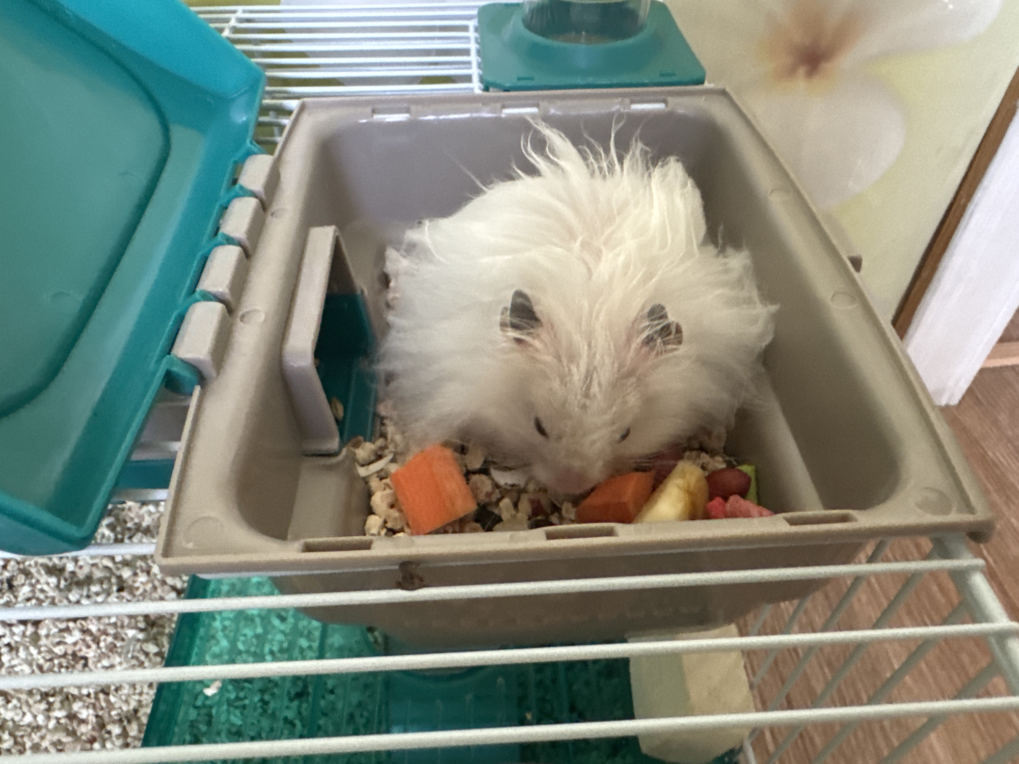 A white fluffy hamster is eating from a food dish inside a tan plastic cage. The cage has a turquoise lid that is open, revealing white hinges. The food dish contains small pieces of carrot, apple, and what appears to be hamster kibble. The cage is on a white wire rack, and behind the cage, a wall with a floral pattern is visible. The floor appears to be wooden. There is no information available about the location in Solikamsk, Russia.