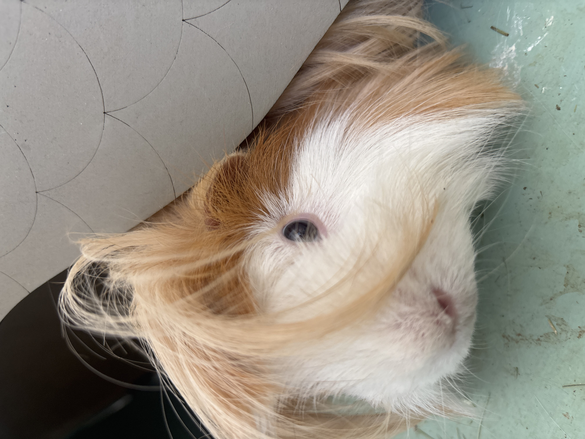 A guinea pig with tan and white fur is shown partially obscured by a light grey piece of cardboard with arcs drawn on it, possibly for a craft project. The guinea pig's head is angled slightly, with one eye visible. It's on a light turquoise surface, likely indoors. There's no evidence in the image to indicate the location is Puebla, Mexico.