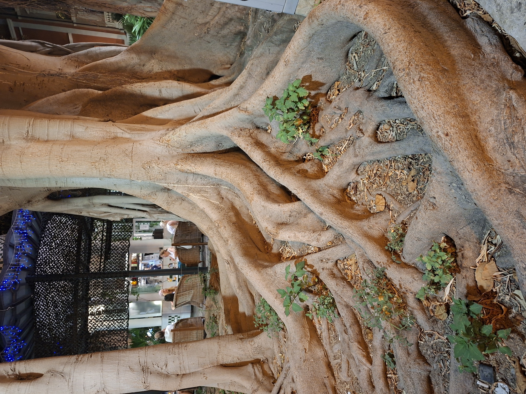 The image captures an outdoor seating area under a canopy structure, framed by the massive, exposed roots of a large tree. In the background, several people are seated at tables, appearing to be patrons of a cafe or restaurant. The seating arrangement includes wicker chairs and tables, and the canopy is adorned with blue string lights. The foreground is dominated by the intricate root system of the tree, with some small plants growing amongst the roots. The ground is covered with fallen leaves and some debris. The overall scene suggests a relaxed outdoor dining or gathering space. Based on the context of Alicante/Alacant, Spain, this type of scene with large, established trees and outdoor seating is common in public squares, parks, or along promenades.