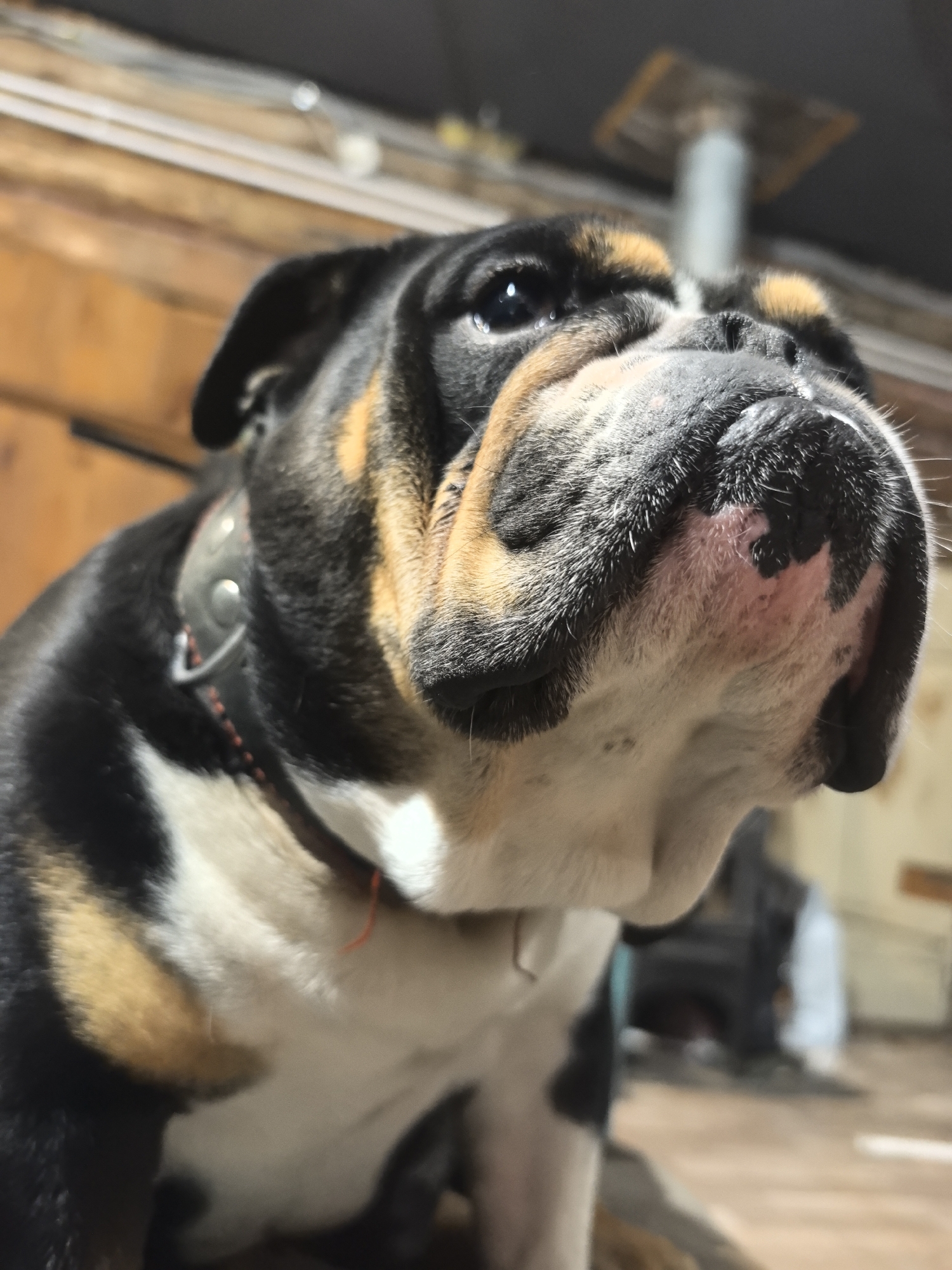 A close-up, low-angle shot focuses on the face of a tricolor bulldog, its head tilted slightly upwards. The dog's face is predominantly black, with tan markings above its eyes and on its cheeks, and a white blaze on its chest. Its snout is broad and wrinkled, with dark nostrils and a pinkish-tan hue on its muzzle. The dog wears a dark collar with silver studs and red stitching. In the background, out of focus, are wooden walls and a ceiling with visible beams. A light fixture is mounted on the ceiling, and further back, a blurred figure in dark clothing is visible. The overall environment suggests an indoor, possibly rustic, setting. The image does not provide information about the location in Noviy, Russia, as this is a photographic description only.