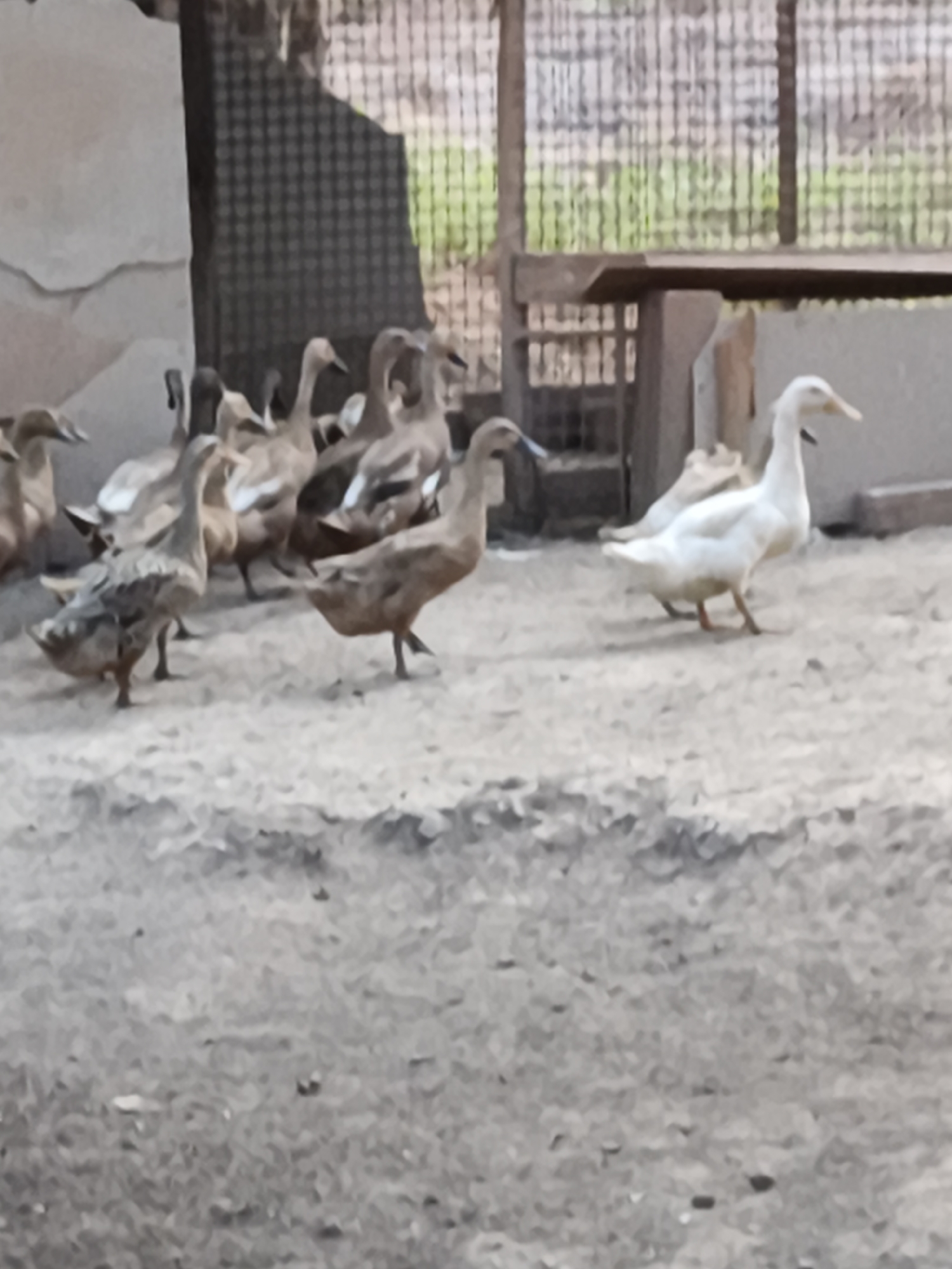 A flock of ducks, some white and others brown, are gathered in a dry, dusty enclosure. The enclosure appears to be made of concrete and wire mesh. In the background, a wooden structure is visible, possibly a table or bench. The scene is set in a rustic, outdoor environment, likely a farm or an animal sanctuary, in Ketapang, Indonesia. The ducks are standing and walking, with no discernible interactions or specific actions taking place. The overall impression is one of a tranquil, ordinary day in an animal habitat.