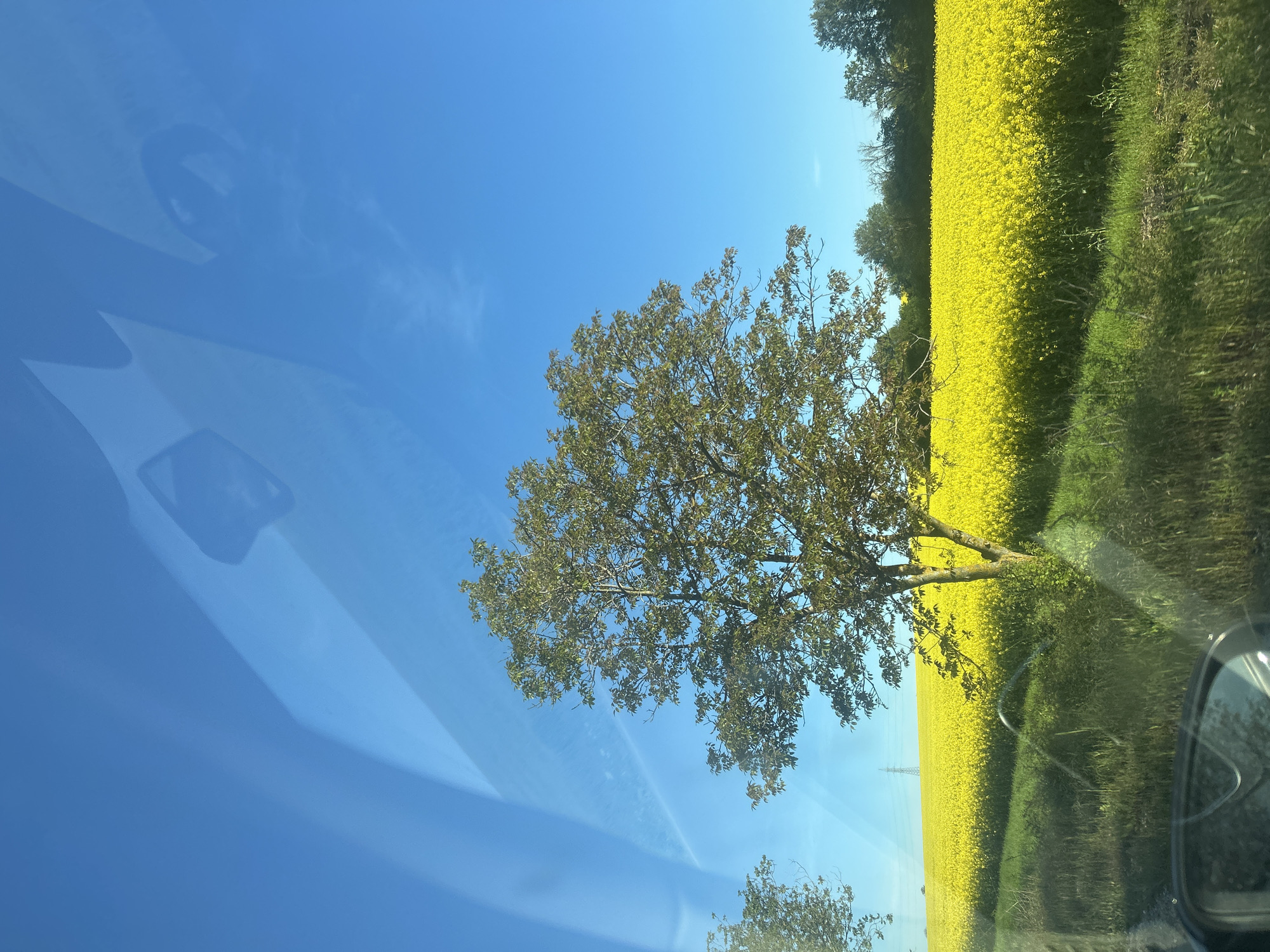 The image shows a bright blue sky with wispy clouds, a large tree with green leaves, a field of bright yellow flowers, and green vegetation. A reflection in a window partially obscures the sky. The location is unknown.