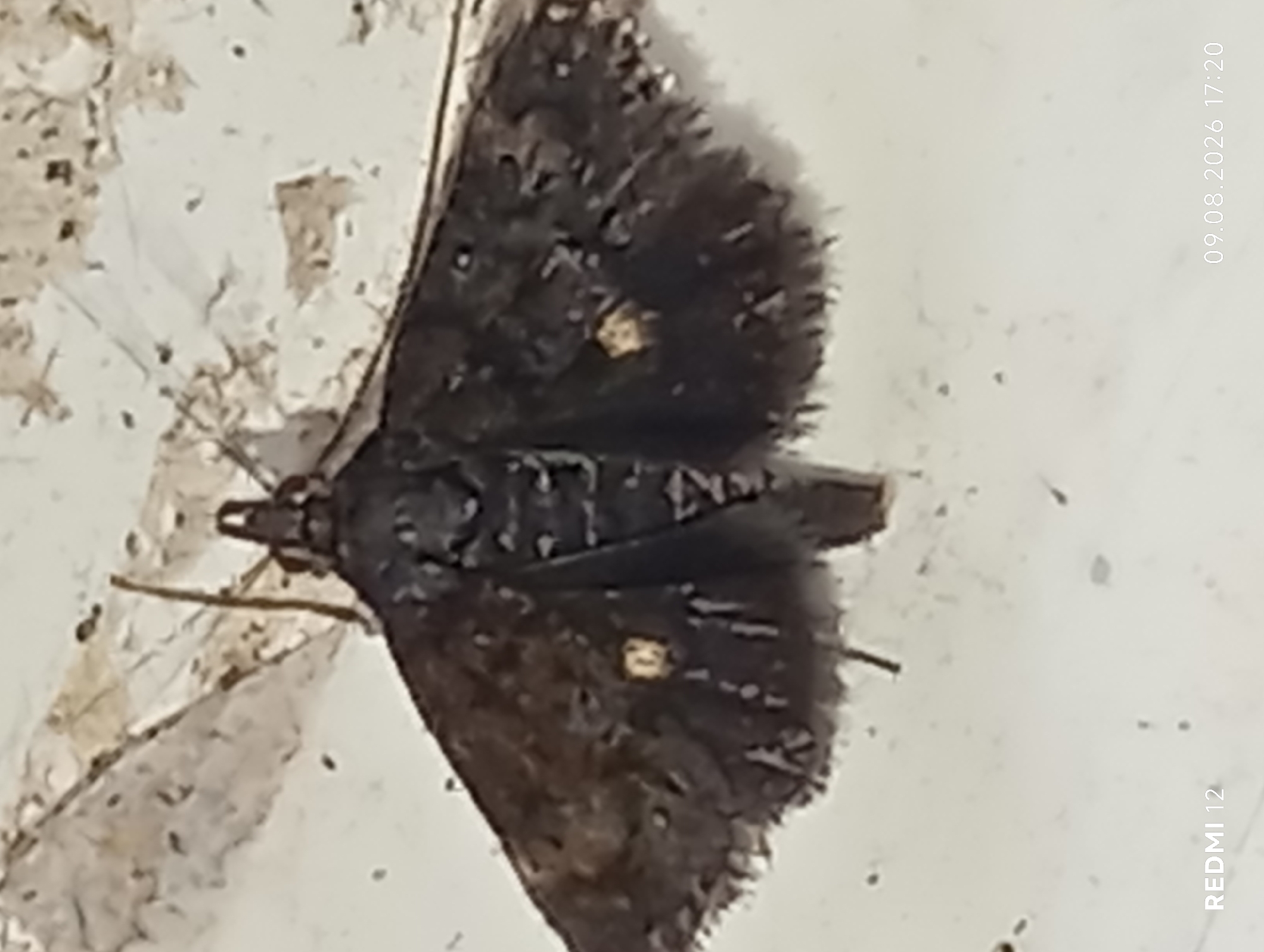 A dark-colored moth with patterned wings is centered on a light-colored, textured surface. The moth has a dark body and spread wings that display a lighter pattern of spots and lines. Two distinct yellow spots are visible on each forewing. The background surface appears to be weathered or stained, with debris or imperfections scattered across it. The image is a close-up, top-down view of the insect.