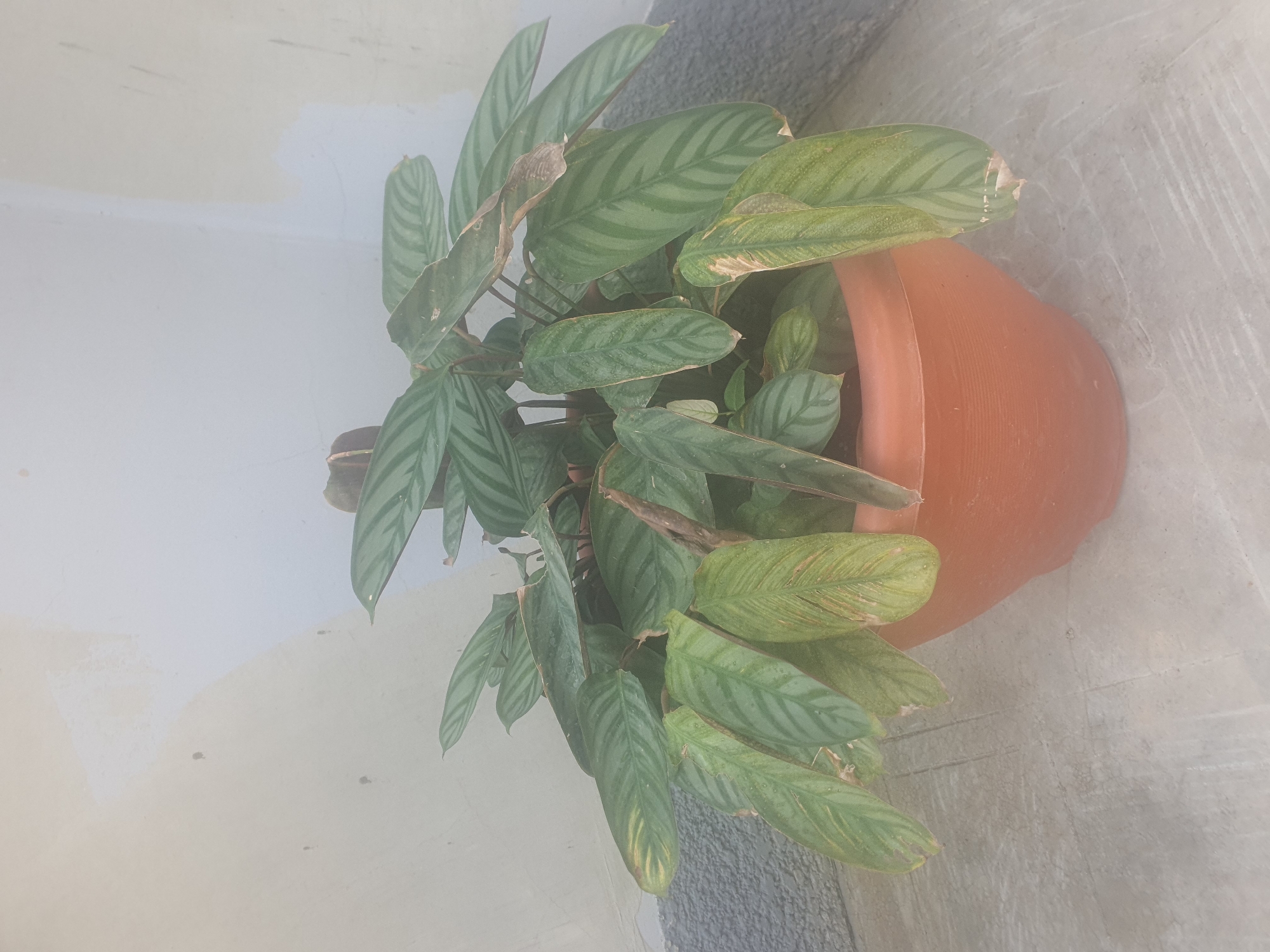 A potted plant with long, slender green leaves is shown in a vertical, top-down perspective. The leaves have a distinctive pattern of lighter green stripes running parallel to the central vein. Some of the leaves show signs of browning or dryness at the edges. The plant is in a terracotta-colored pot, which is partially visible on the right side of the frame. The pot is sitting on a textured, light gray surface, likely a floor or patio. In the background, a light-colored wall with some water stains or discoloration is visible on the left. The overall lighting suggests it might be daytime, with diffused light. The scene appears to be an outdoor or semi-outdoor setting, possibly a balcony or courtyard, given the presence of a wall and floor surface that could be part of a building's exterior. No people or animals are visible in the image. The setting appears to be in Jos, Nigeria, as indicated by the location context.