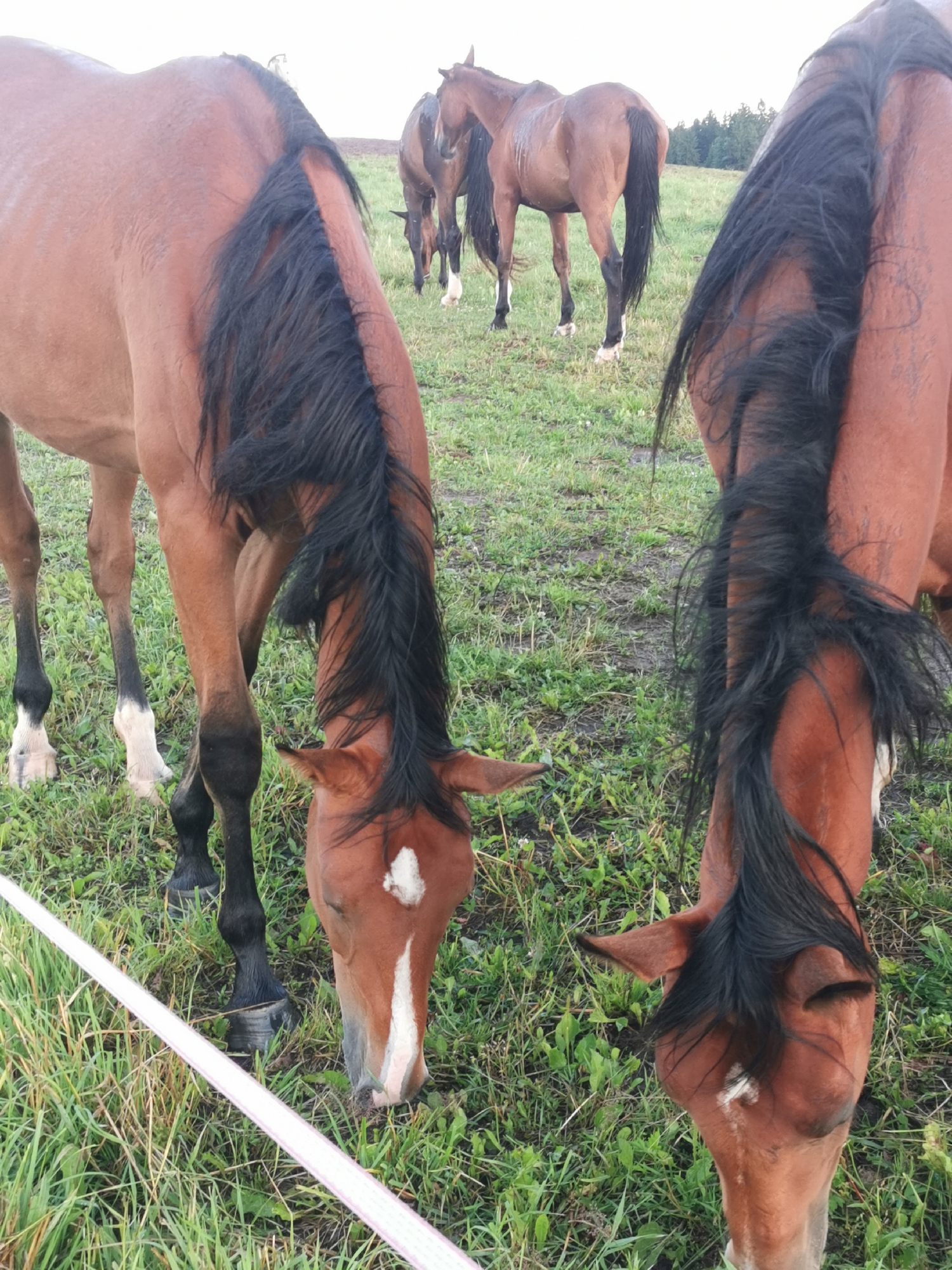 The image captures three brown horses in a grassy field. The horse in the foreground, on the left, is a bay with a black mane and tail. It is facing downwards, grazing, with its head obscured by its mane. A white blaze runs down its nose and a white marking is present on its forehead. Its legs are black with white socks. To the right, another bay horse, also with a black mane and tail, is partially visible, also facing downwards. Further in the background, a third bay horse stands, facing away from the camera, with its head down grazing. All horses are in a field of green grass, with some patches of mud visible, suggesting recent rain. A white ribbon or tape stretches diagonally across the bottom of the image, in front of the horses. The background shows a line of trees. The scene appears to be in an open rural area.