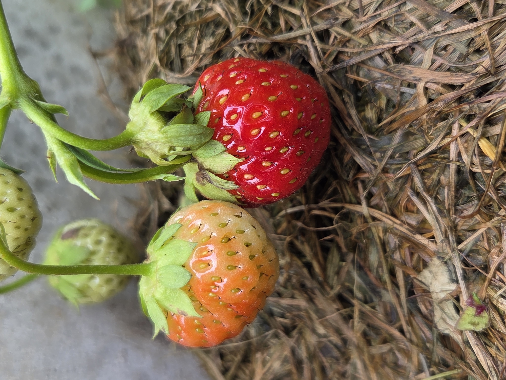 Two strawberries are visible, one ripe red and one partially ripe orange, hanging from a plant stem against a background of dried grass and a grey wall. The red strawberry is on the right, showing its seeds and green calyx. The orange strawberry is to the left, also with visible seeds and a green calyx, appearing less mature than the red one. In the upper background, two unripe green strawberries are out of focus. The image is a close-up shot of the strawberries and their immediate surroundings. There are no people or animals in the image. The environment appears to be an outdoor setting, possibly a garden, given the presence of the strawberry plants and the dried grass mulch. No specific landmarks or details suggest a location within Frolovo, Russia.