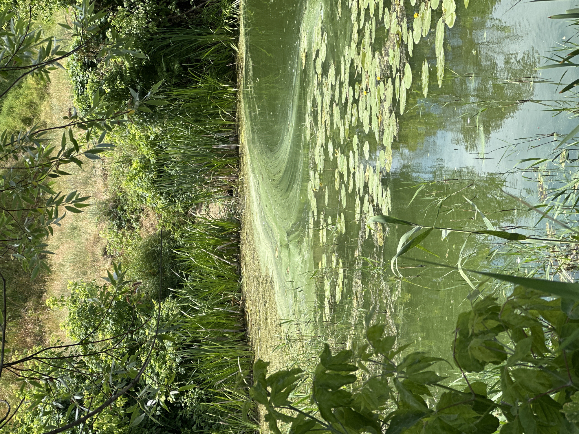 This is a vertical, slightly blurry, medium shot of a pond's edge on a sunny day. The pond water is a murky green, with a significant amount of algal bloom visible, creating swirling patterns. Numerous lily pads, some with small yellow flowers, dot the surface of the water. Reeds and tall grass grow thickly along the bank, with some of these plants extending into the water. In the foreground and along the left side of the image, lush green foliage and tree branches with slender leaves frame the scene. The background shows more vegetation and dry, grassy land. The reflections in the water are indistinct, suggesting a clear but overcast sky. The overall impression is of a natural, overgrown wetland environment. No people or man-made objects are visible.