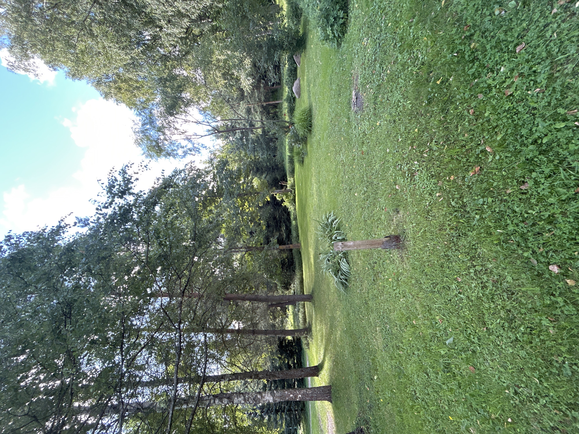 A sun-dappled green lawn surrounds several mature trees, including birches with distinctive white bark and other deciduous and evergreen species. The grass is a mix of shades of green, with some clover and fallen leaves scattered throughout. In the foreground, a small, weathered wooden post stands vertically in the grass, with some leafy plants behind it. In the middle ground, a cluster of taller leafy plants is visible. Further back, the landscape slopes gently upward, with more trees and dense foliage creating a wooded backdrop. Two large, rounded stones are partially visible amidst the greenery in the middle-right of the scene. The sky above is a bright blue with scattered white clouds, and sunlight filters through the tree canopy, casting shadows on the grass. The image appears to be taken in a park or natural outdoor setting within the city of Kalitsino, Russia, given the prevalence of birch trees often found in the region.