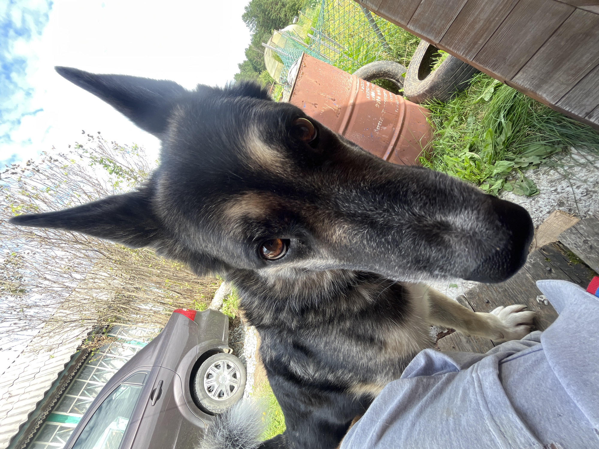 A close-up, low-angle shot captures a German Shepherd dog's head and upper body dominating the foreground, its snout nearly touching the camera. The dog has black and tan fur, with erect ears and alert brown eyes. To the left, a person wearing a grey t-shirt is partially visible, with their legs and hand in the frame. The background reveals a rustic outdoor setting, likely a backyard or dacha, in Nizhny Tagil, Russia. A weathered wooden house with a corrugated roof and white-trimmed windows stands to the left, adjacent to a brown sedan. Beyond the dog, a rusty barrel, old tires, and green grass are visible, along with a greenhouse structure and trees in the distance under a cloudy sky.