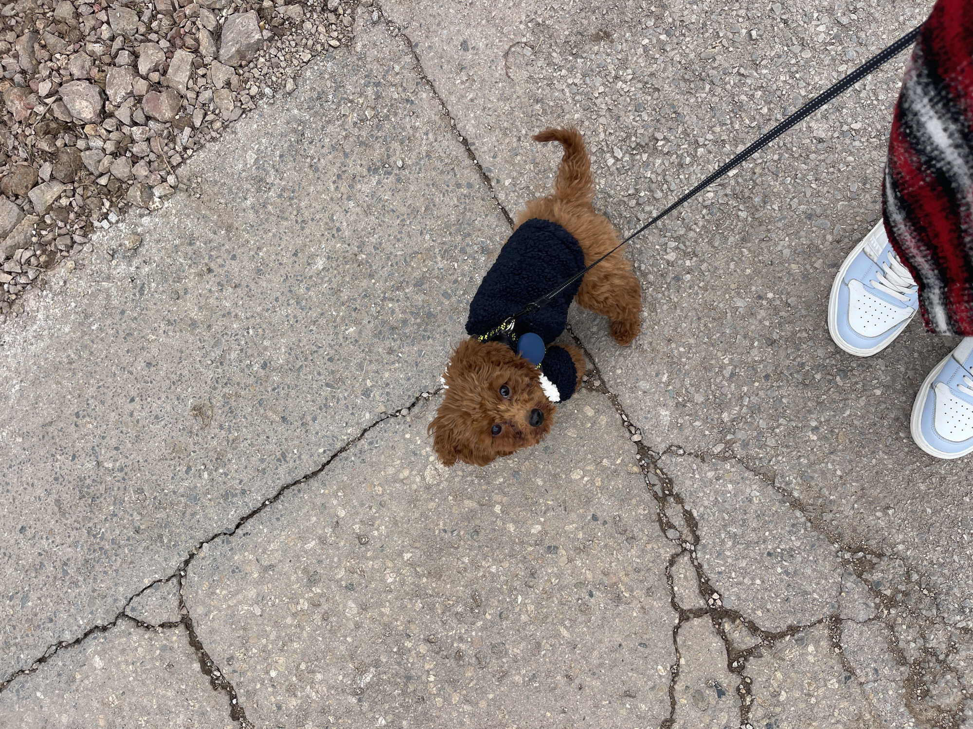 A small, brown poodle wearing a dark blue sweater and a blue tag on its collar is standing on a cracked concrete sidewalk. The dog is on a leash held by a person visible only from the knees down. The person is wearing a red, black, and white plaid garment and light blue and white sneakers. Adjacent to the sidewalk is an area covered with small rocks and pebbles. The scene appears to be in Sofia, Bulgaria.