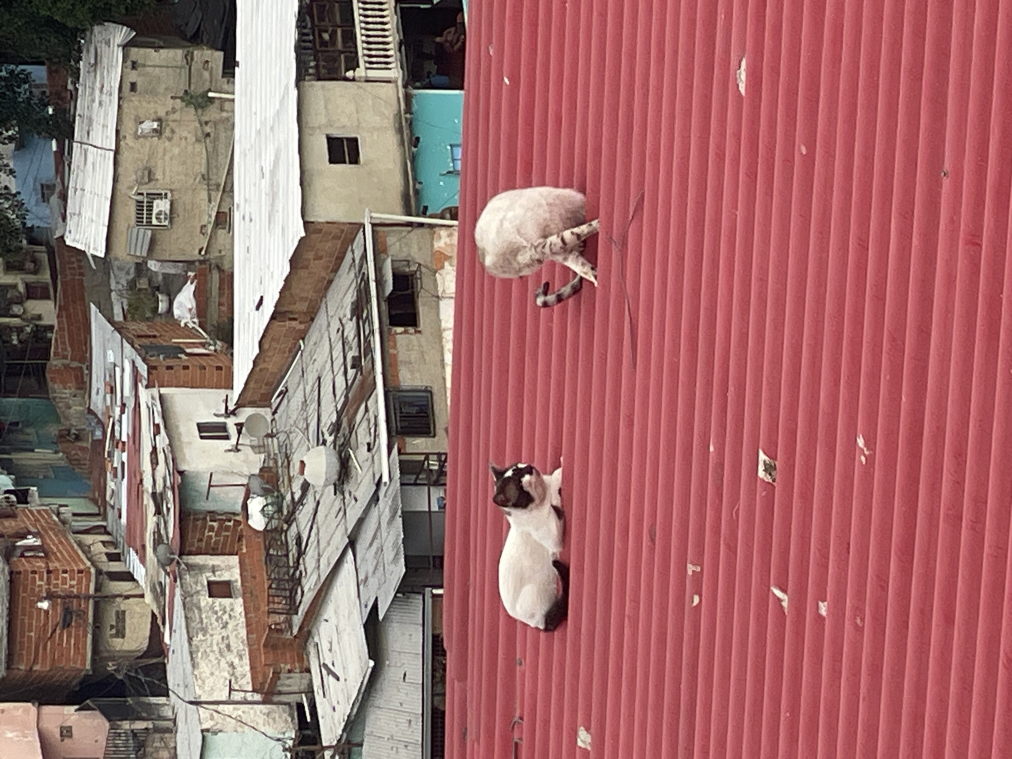 The image captures a scene in Caracas, Venezuela, showing a view of buildings and a red corrugated metal roof. Two cats are on the roof. One is partially visible, with its head and tail on the upper part of the roof, and the other cat is visible on the lower part of the roof. The buildings appear densely packed, with varying roof styles and textures. A variety of utility infrastructure is visible, including satellite dishes and air conditioning units.