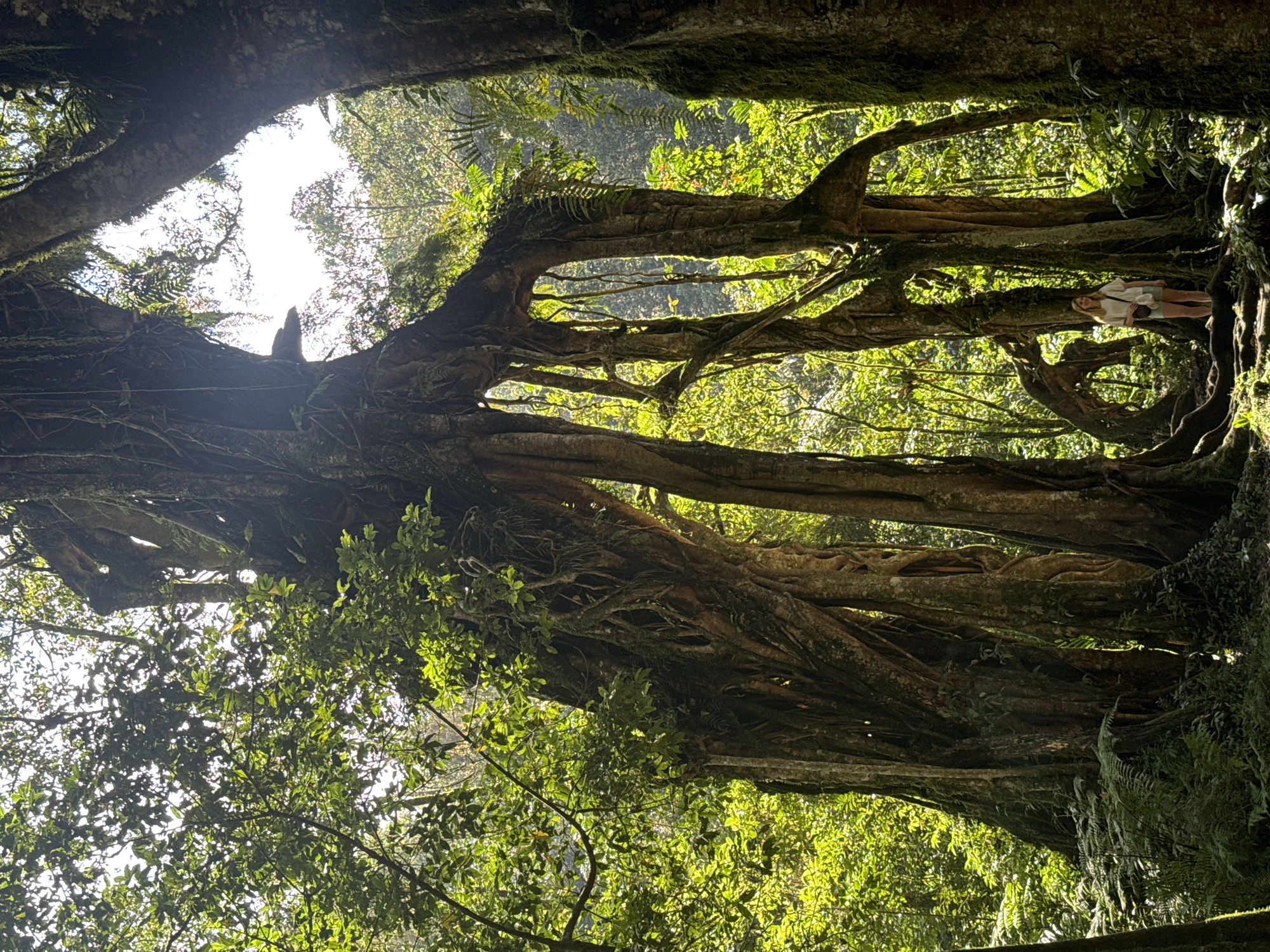 The image shows a large banyan tree in Baturiti, Indonesia, with aerial roots forming a natural bridge. A person stands on one of the horizontal roots, appearing small in comparison to the tree's size. Sunlight filters through the leaves and roots, creating a dappled light effect. The environment is lush with other greenery.