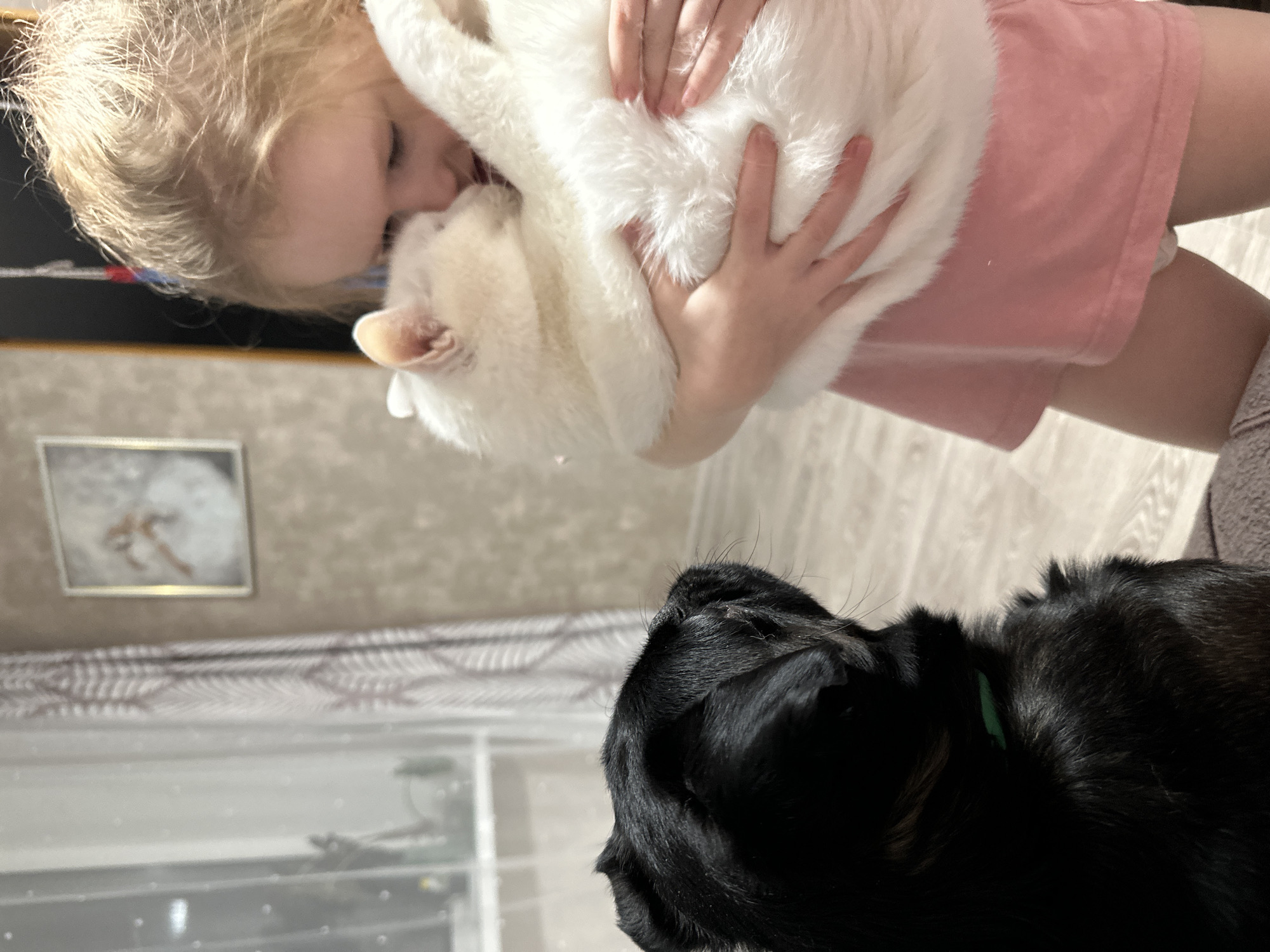 A young child with blonde hair is holding a white cat. The child is wearing a pink shirt. A black dog is in the foreground. The location is Chaikovsky, Russia. The photo includes a frame on the wall and a window with curtains.