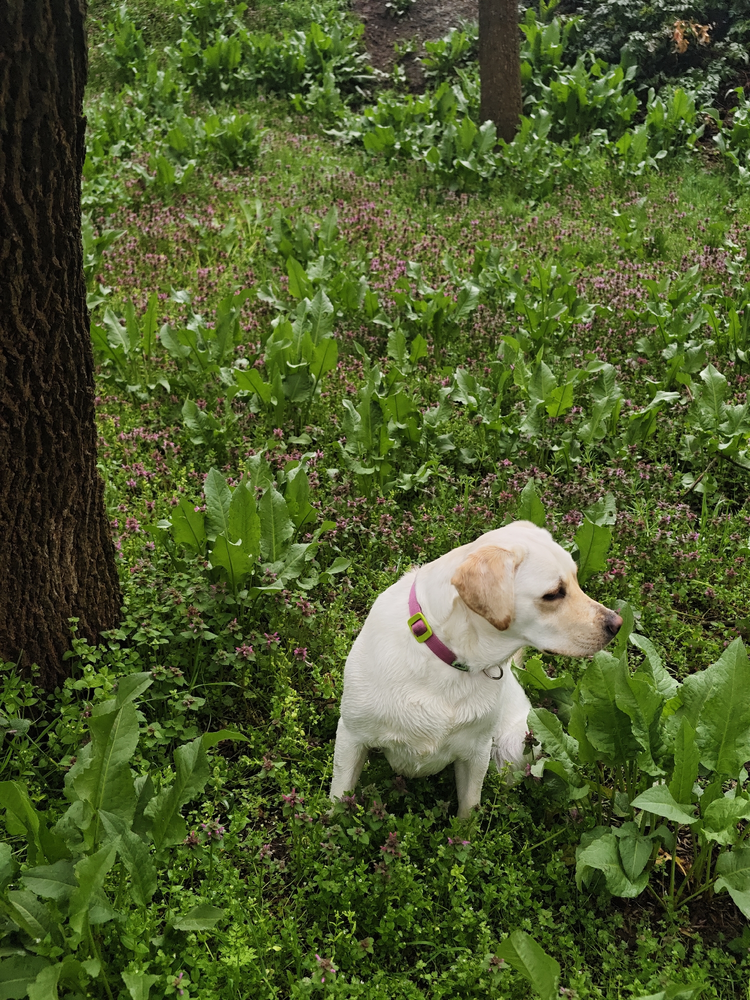 A medium shot depicts a cream-colored Labrador Retriever sitting in a patch of mixed vegetation. The dog, facing right, has a pink collar with a chartreuse buckle. The vegetation consists of large leafy green plants interspersed with smaller purple-flowered plants. A tree trunk is visible on the left side of the frame. The location and city of Kozloduy, Bulgaria, are not discernible from the visual elements presented.
