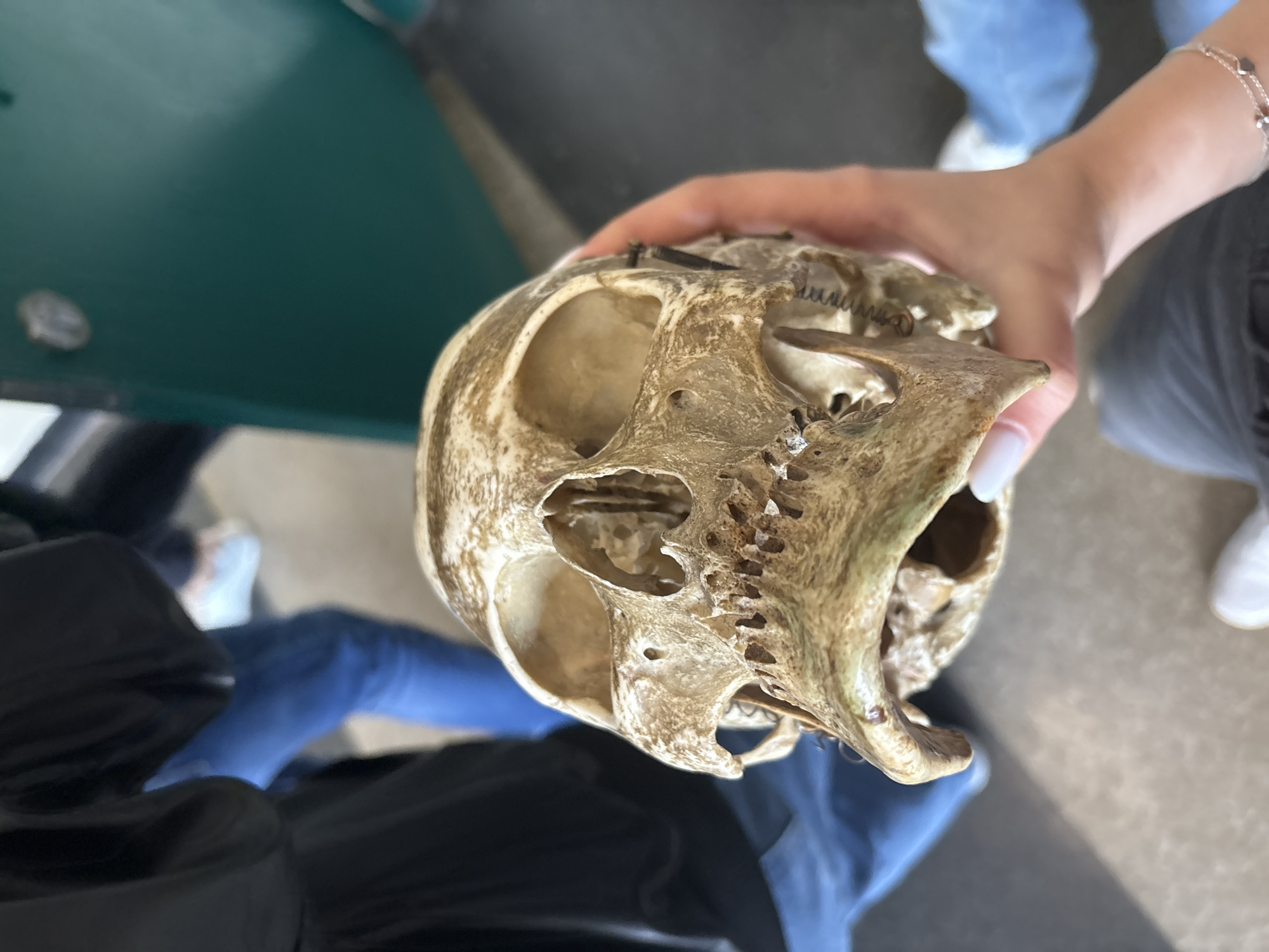 A human skull model is being held by a person with manicured fingernails and wearing a bracelet. The skull exhibits sutures and a spring mechanism in the upper jaw. The surrounding environment includes seating, clothing, and flooring, suggesting an indoor setting. There is no indication the image was taken in Panagyurishte, Bulgaria.