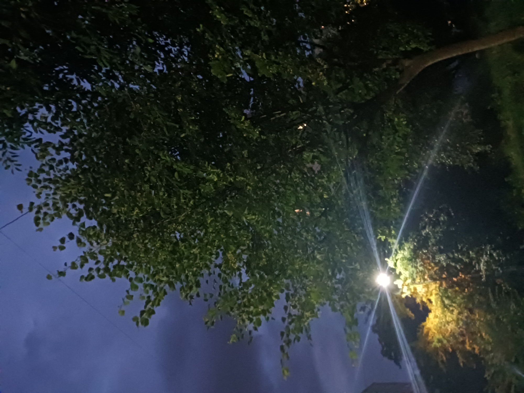 The image captures a nighttime scene in the city of Unknown, Unknown, focusing on a large tree with lush green foliage. The sky is a deep, dark blue, with hints of clouds. A bright street lamp is positioned to the left of the frame, casting a strong, white light that creates distinct rays extending outwards, illuminating some of the surrounding trees and foliage with a yellowish-orange glow. The lower portion of the image shows dark grass and vegetation. A thin wire or cable stretches across the upper part of the image. The overall mood is nocturnal and slightly atmospheric due to the lighting.