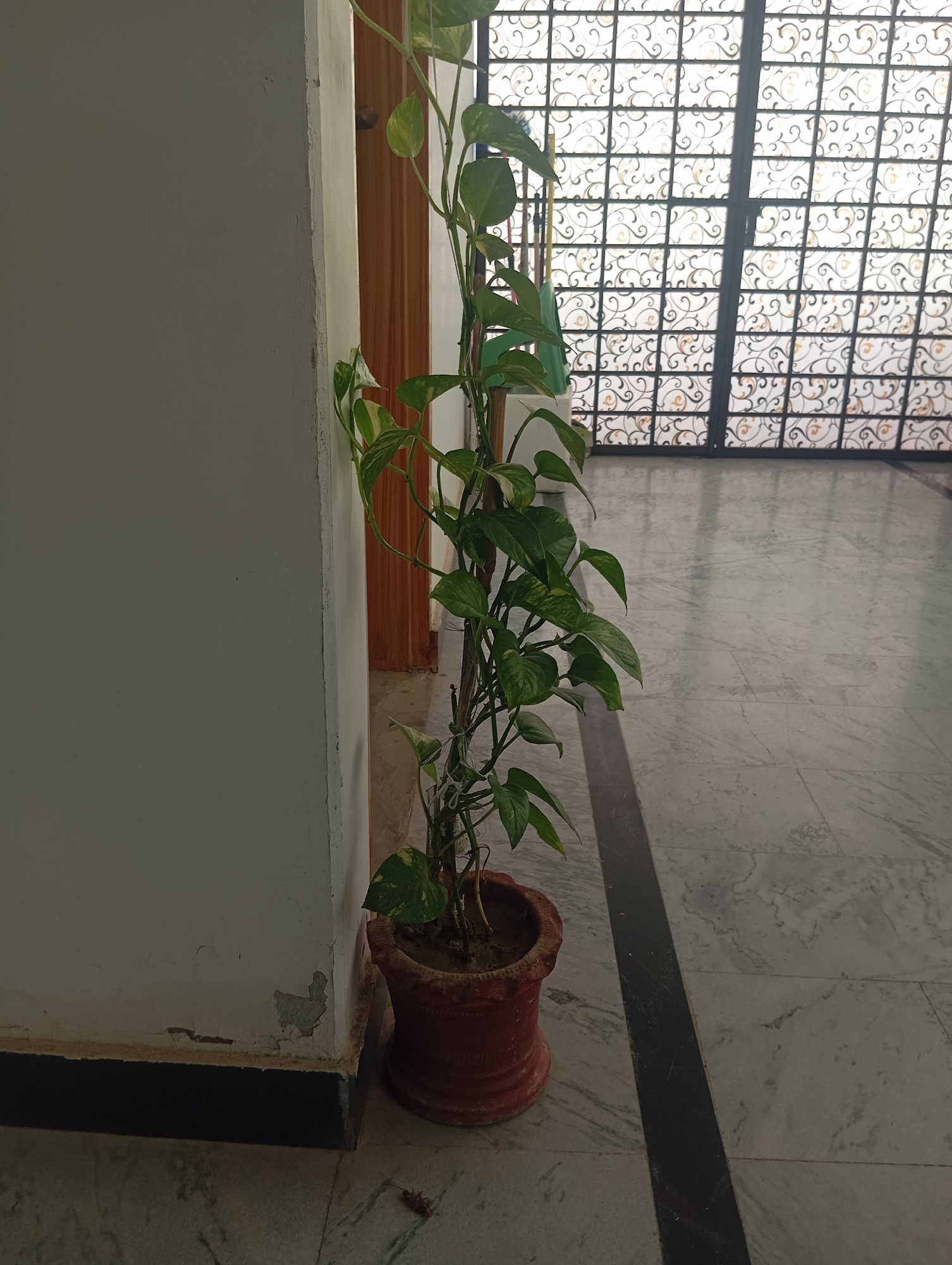 The image shows an indoor scene with a potted plant as the central subject. The plant, which appears to be a Pothos vine with variegated green and yellow leaves, is tall and supported by a stake. It is in a reddish-brown clay pot. The plant is positioned in a corner, with a white wall to its left and a wooden door visible behind it. The floor is tiled with a marble pattern. In the background, there is a decorative metal grille covering a window or opening, through which light filters, creating a patterned shadow on the floor. The overall environment suggests a domestic indoor setting, possibly a hallway or living area. There are no people or animals visible in the image. The scene is well-lit, with natural light coming from the background. The image does not contain any information that would place it specifically in Lassan, Pakistan.