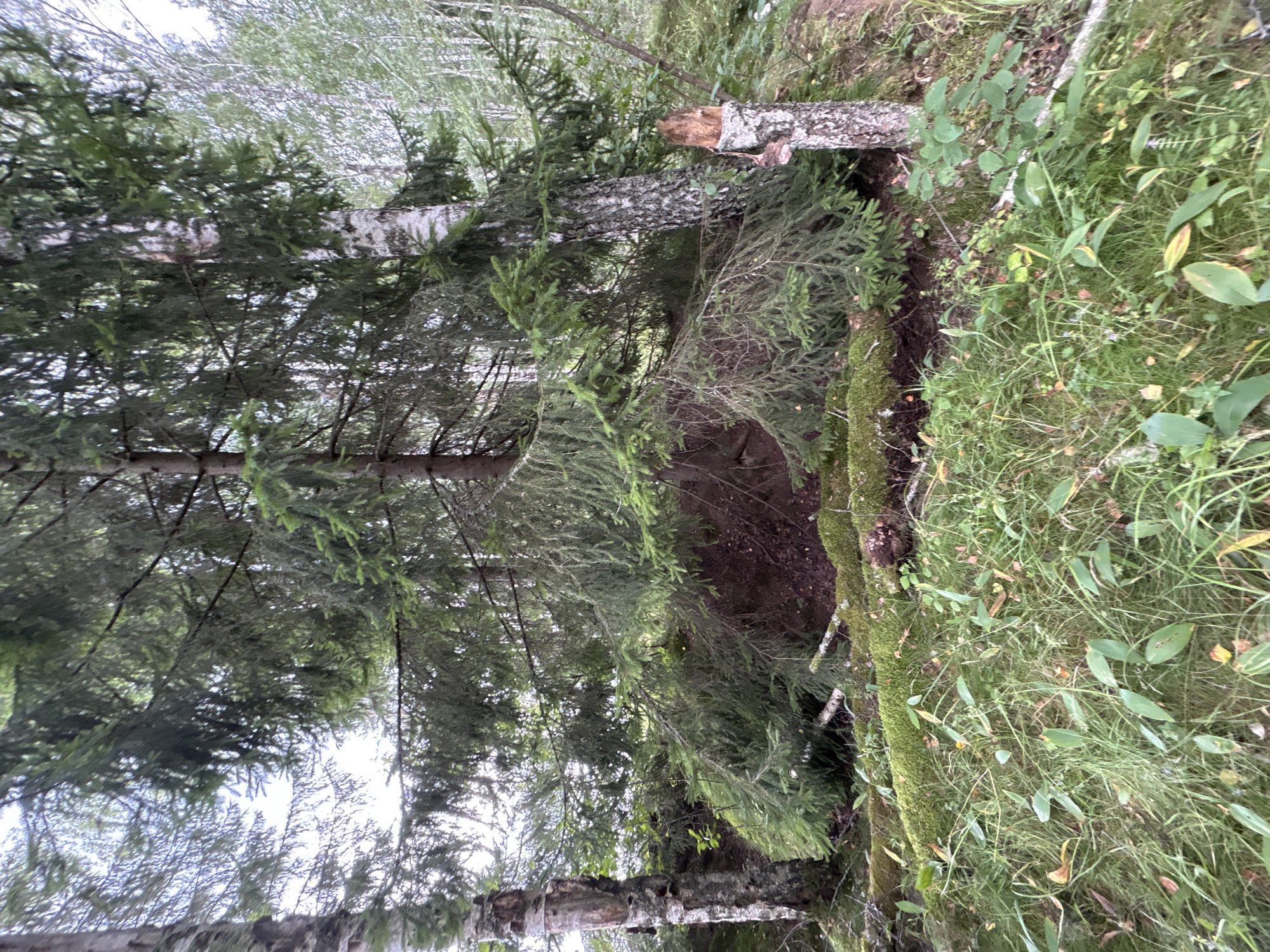 The image depicts a dense forest scene with several conifer and birch trees. In the foreground, a moss-covered fallen log runs horizontally across the frame, with lush green grass and undergrowth surrounding it. Behind the log, a steep embankment covered in dark soil and pine needles is visible, with branches from overhanging trees draping down. To the right of the embankment, a broken tree stump stands, its upper section splintered and showing signs of decay. The lighting suggests an overcast day, with diffused light filtering through the thick canopy. No people or specific city landmarks are visible; the scene is purely natural forest terrain. The location in Slavyanka, Russia, is inferred from the prompt, but not visually verifiable from the image itself.