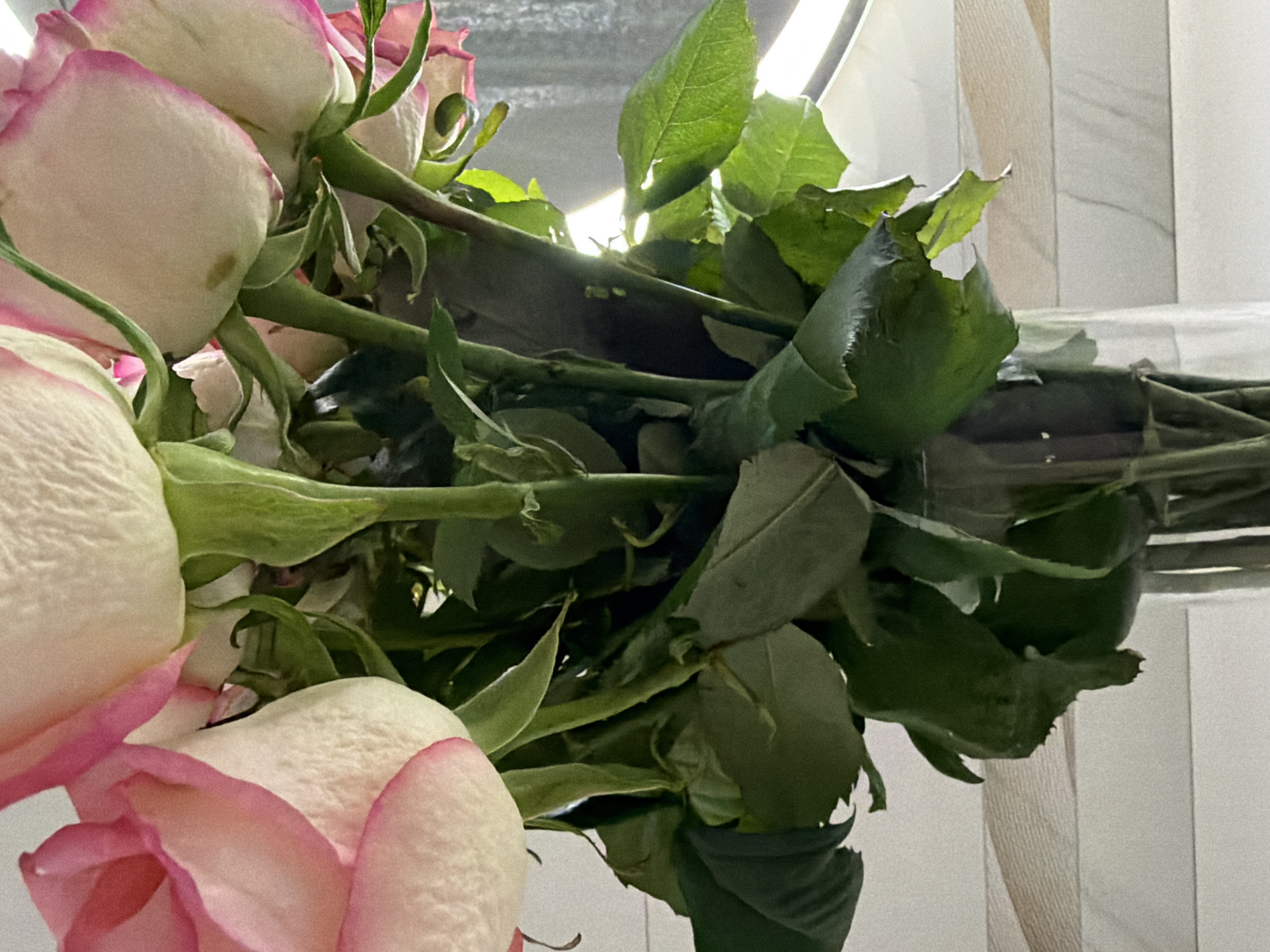 A close-up shot presents a bouquet of roses, featuring predominantly white petals edged with pink. The roses are clustered together, their stems and green leaves visible behind the blooms. The stems are thick and green, and the leaves are a darker shade of green with some damage, possibly from handling or age.
The background reveals a softly textured, light-colored surface, likely a wall or other indoor surface. A diffuse light source, possibly from a window or artificial lighting, illuminates the scene.
There is no direct evidence to suggest this image was taken in Votkinsk, Russia. Therefore, location cannot be confirmed.
