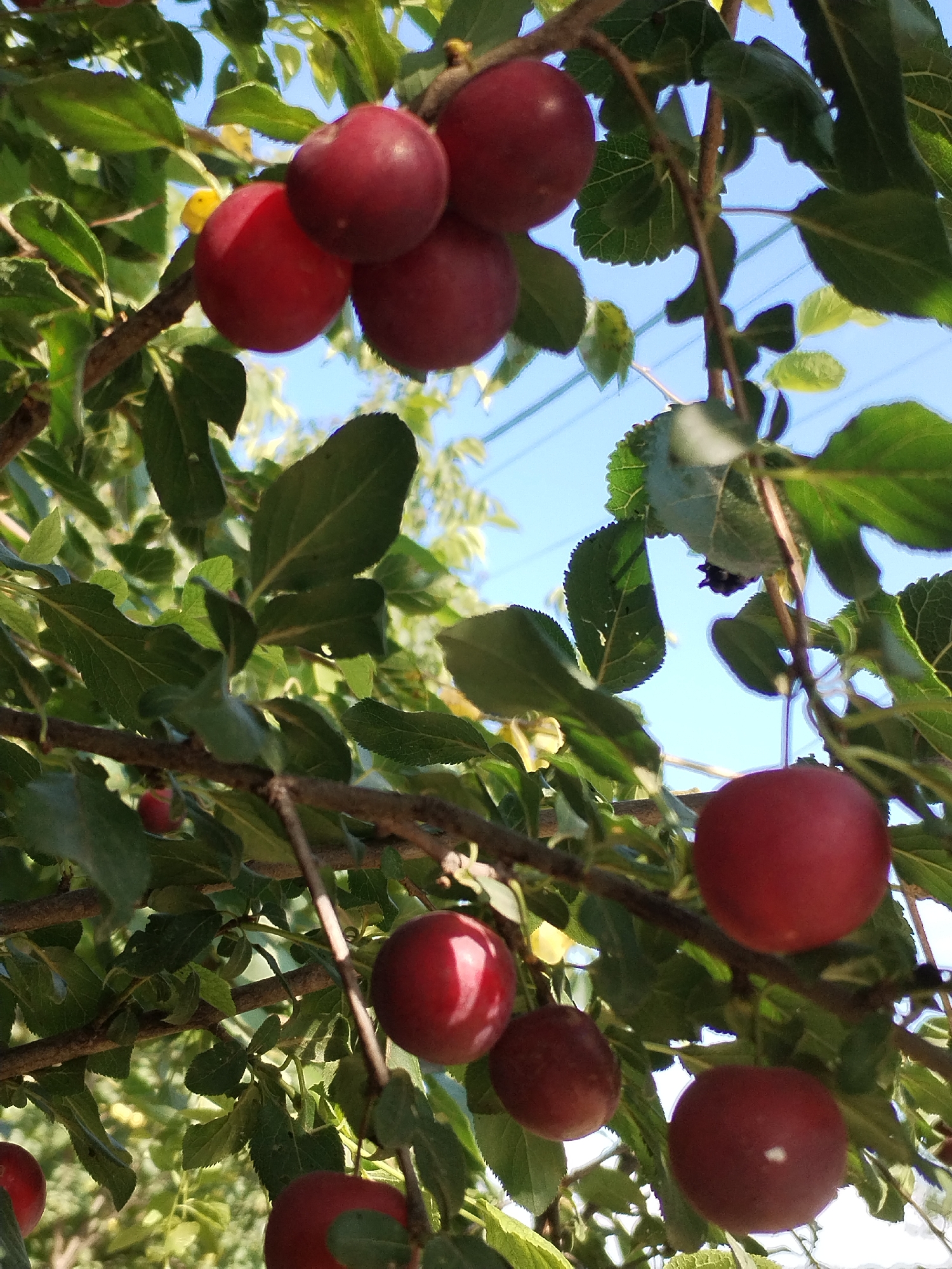 This is a close-up, eye-level shot of a plum tree laden with fruit, likely located in Moara Domnească, Romania, given the context. The image is dominated by numerous ripe, dark red plums clustered on branches, interspersed with lush green leaves. The plums vary slightly in size and shape, with some appearing perfectly round and others slightly oval. Sunlight dapples through the foliage, highlighting the smooth, shiny skins of the fruit and casting subtle shadows. The background shows a bright blue sky with hints of distant trees or foliage. No people are visible in the scene. The overall impression is one of abundance and natural growth.