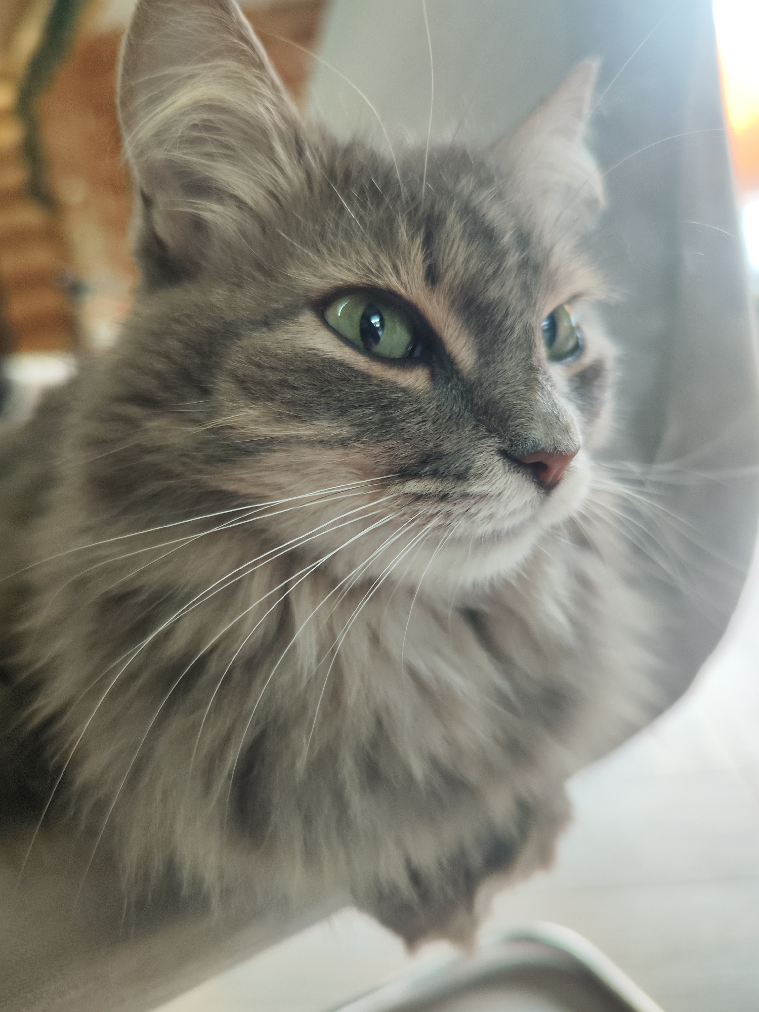 A close-up portrait captures a gray, long-haired cat. The cat has green eyes, a pink nose, and white whiskers. The fur around its face and chest is thick and fluffy. The cat appears to be sitting on a chair. The background is blurred, but it appears to be an indoor setting with a window, suggesting that the location is indoors. There is no definitive evidence from the photograph itself to pinpoint the location to Chaikovsky, Russia.