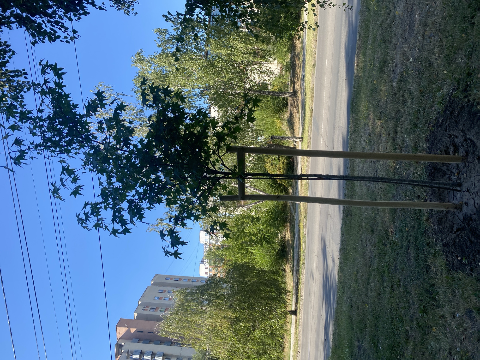 The image depicts a young tree, likely recently planted and supported by wooden stakes and a black tie, situated on a grassy verge next to a paved road. In the background, a multi-story building with balconies and an apartment complex are visible, along with a line of trees. Overhead, power lines stretch across a clear blue sky. The scene appears to be located in an urban environment, possibly in Chișinău, Moldova, based on the architectural style of the buildings and the presence of overhead utility lines common in the region. The overall impression is that of a residential or commercial street.