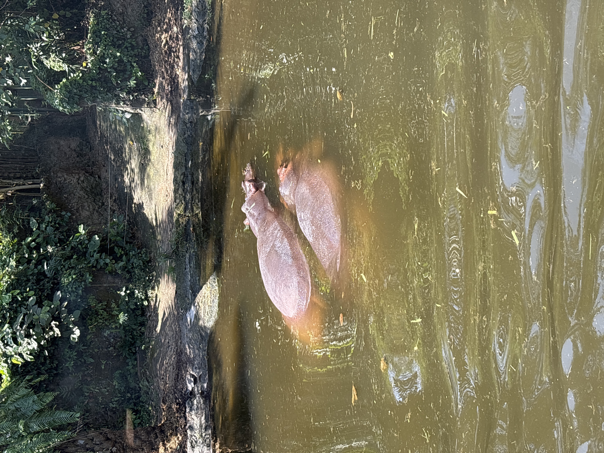 The image captures two hippos submerged in a murky, greenish-brown body of water, likely a pond or enclosure. The hippos, appearing to be adults due to their size, are mostly underwater, with their backs and heads visible. One hippo is positioned behind the other, with their bodies close together. The water's surface is disturbed by ripples, and scattered debris, such as leaves and twigs, floats on top.
The background consists of a naturalistic setting with lush green vegetation and trees. The bank of the water body is visible, with a muddy area leading to a path or clearing. The overall impression is a serene, natural habitat for the hippos. The scene is brightly lit by sunlight, creating highlights and shadows on the water and surrounding foliage. The specific location in Blahbatuh, Indonesia, suggests this could be within a zoo, wildlife park, or a natural water reserve in that region.
