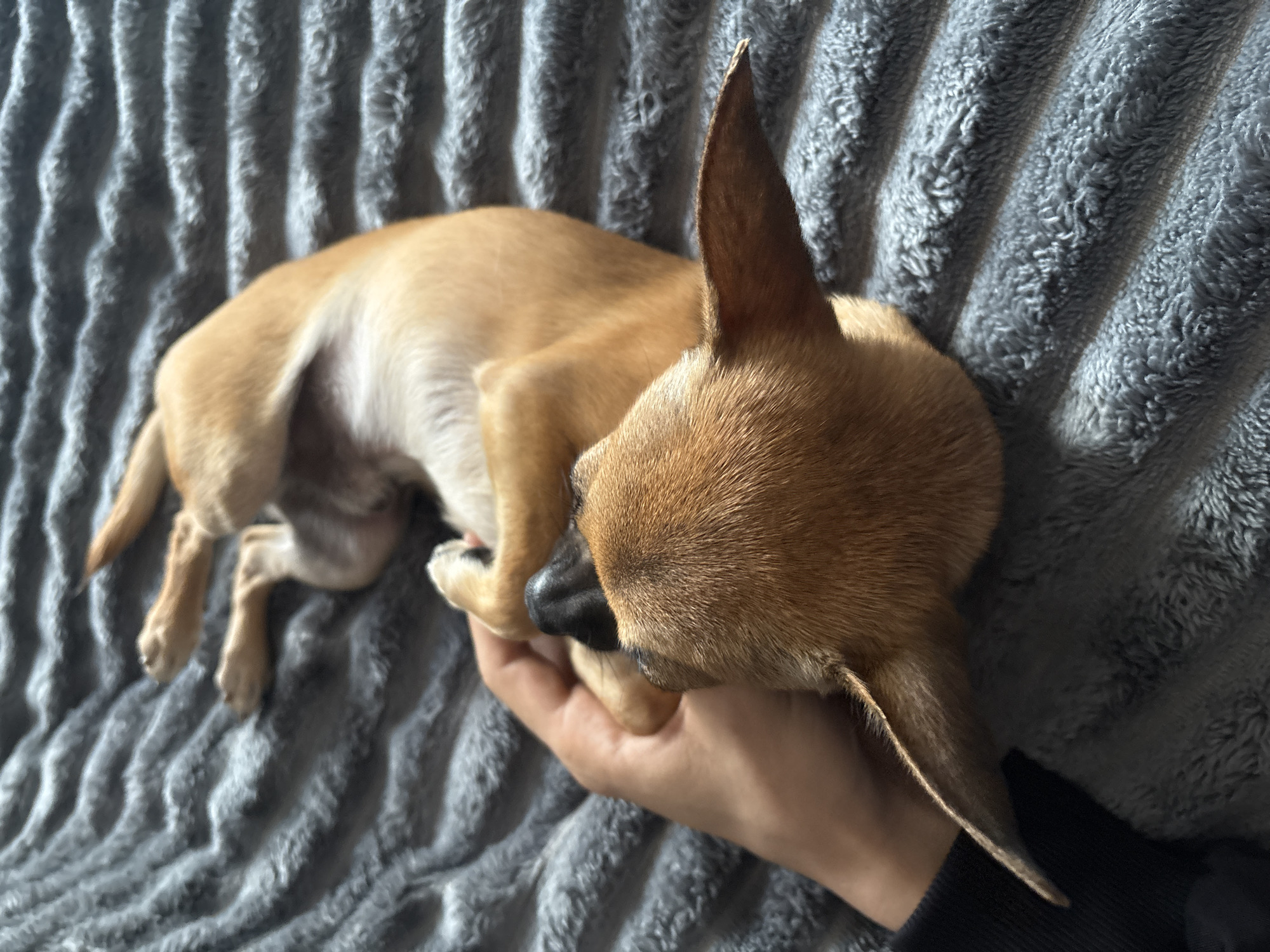 A tan Chihuahua is curled up on a gray blanket, its head resting in a person's hand. The blanket has a textured, plush surface. The location is unspecified, with no visual indicators linking it to Strazhitsa, Bulgaria.