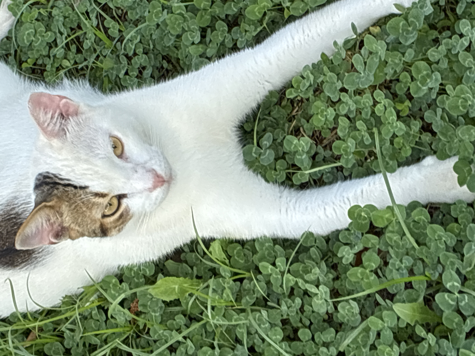 A bi-colored cat, predominantly white with a patch of brown and black fur on the left side of its head, is lying on a dense ground cover of green clover and grass. The cat's eyes are open and yellow. The scene is outdoors, consistent with a garden or park setting. There is no indication of the city of Alanya, Turkey, in the image itself.