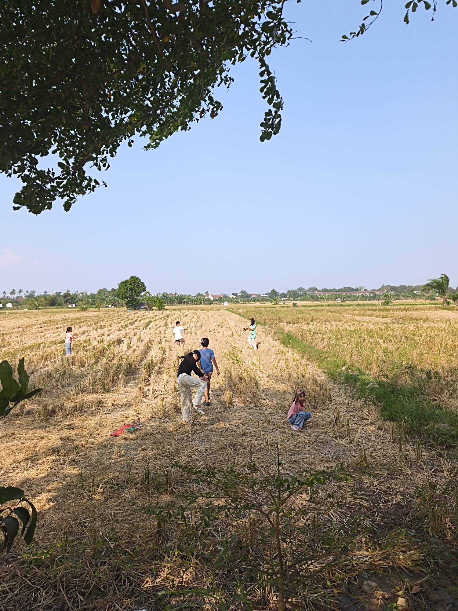 A group of six people, including at least three children, are spread across a dry rice field under a clear blue sky. The field is covered in stubble and dry vegetation. Two adults, one wearing a black shirt and striped pants and the other wearing a blue shirt and patterned shorts, are walking towards the foreground, with the adult in the black shirt appearing to be looking back. A young girl in a pink shirt and blue jeans crouches in the middle right of the frame, looking towards the camera with her hand near her face. Further back in the field, a child in a green shirt stands, and two other children in white and blue shirts are visible. The scene suggests an outdoor recreational activity, possibly kite flying, given the presence of a red and white object on the ground in the foreground. In the background, a line of trees and buildings indicates a rural or semi-rural setting, likely on the outskirts of Bandar Lampung, Indonesia. A large tree branch with green leaves hangs into the frame from the top left, obscuring part of the sky.