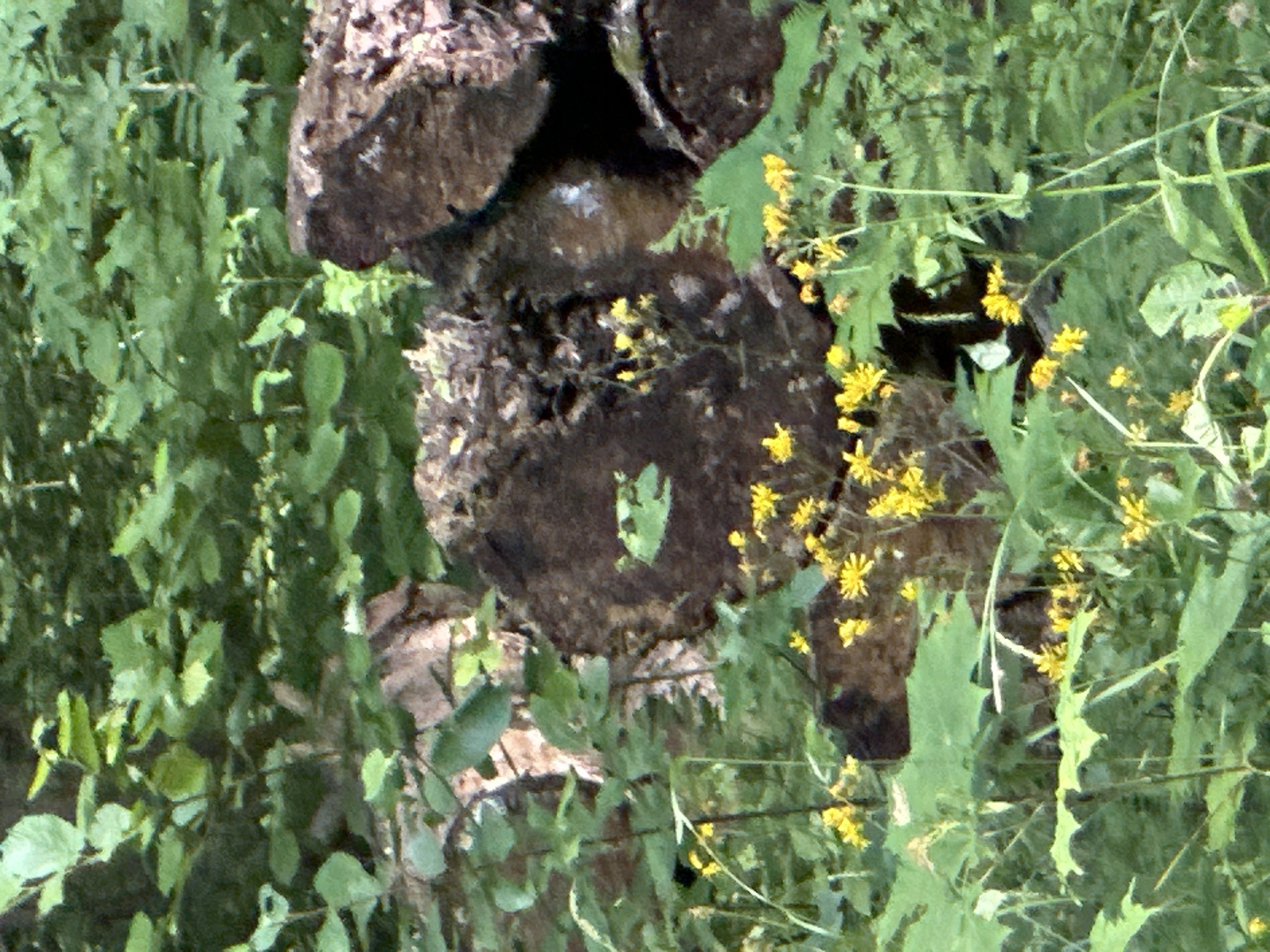 A still, outdoor photograph captures a natural scene with a focus on fallen logs and vegetation, likely in Pelikhovo, Russia. The image is dominated by lush green leaves and foliage, some of which are broad and textured, interspersed with thinner, grass-like plants. Several large, dark brown, rough-textured logs are prominent features in the mid-ground and background.
In the foreground and scattered throughout the scene are clusters of small, bright yellow flowers, adding small bursts of color against the green and brown. Some of these flowers are in bloom, with visible petals, while others appear as small buds or seed heads.
The overall impression is one of a somewhat overgrown, natural area, possibly a forest edge or a neglected patch of woodland. There are no people, animals, or any obvious signs of human activity other than the presence of the cut logs. The lighting suggests it is daytime, with dappled light filtering through the leaves. The scene is static, with no discernible action taking place.