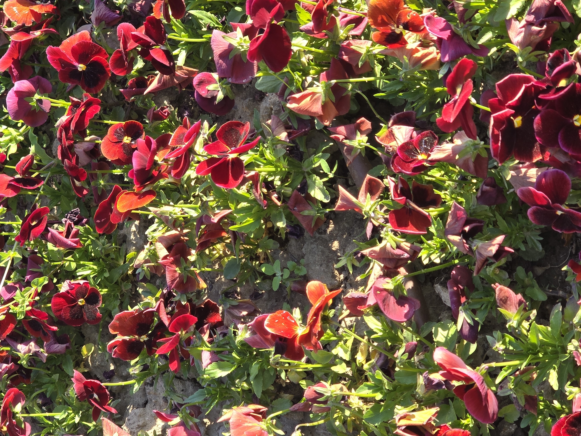 A vibrant, sunlit, close-up view captures a dense bed of blooming pansies. The primary subjects are numerous flowers, predominantly in shades of deep red and rich burgundy. Many of these pansies feature darker, almost black centers, providing a striking contrast against their petals. Interspersed among the colorful blossoms are abundant bright green leaves, indicating healthy foliage. Patches of dark soil or earth are visible between the plants, suggesting an outdoor garden bed or a cultivated patch.
The scene is bathed in bright daylight, evidenced by strong highlights on the flower petals and leaves, and subtle shadows cast by the plants. This intense illumination points to a clear, sunny day, likely during the morning or afternoon. There are no people or artificial objects visible in the frame. The overall impression is one of natural beauty and lush, flourishing growth. No text is visible in the media. The composition provides a high-angle, top-down perspective, showcasing the abundance of flowers and foliage in a natural, organic arrangement.