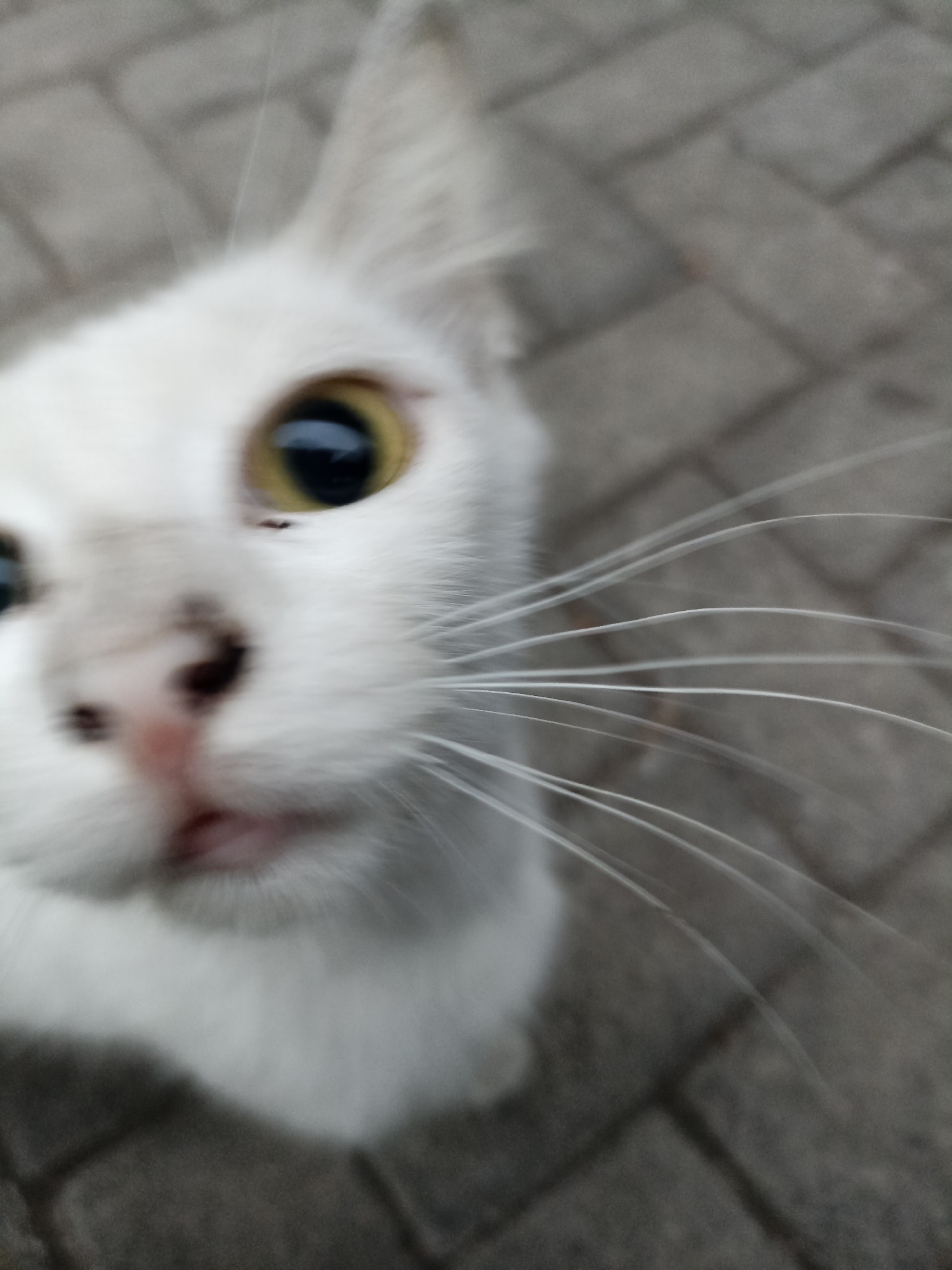 A close-up, slightly blurry, eye-level shot shows the face of a white cat with yellow eyes and prominent whiskers. The cat is looking directly at the camera. The background is a gray, textured surface, possibly pavement or brickwork. The image appears to be taken outdoors. The location is identified as Tompokersari, Indonesia.