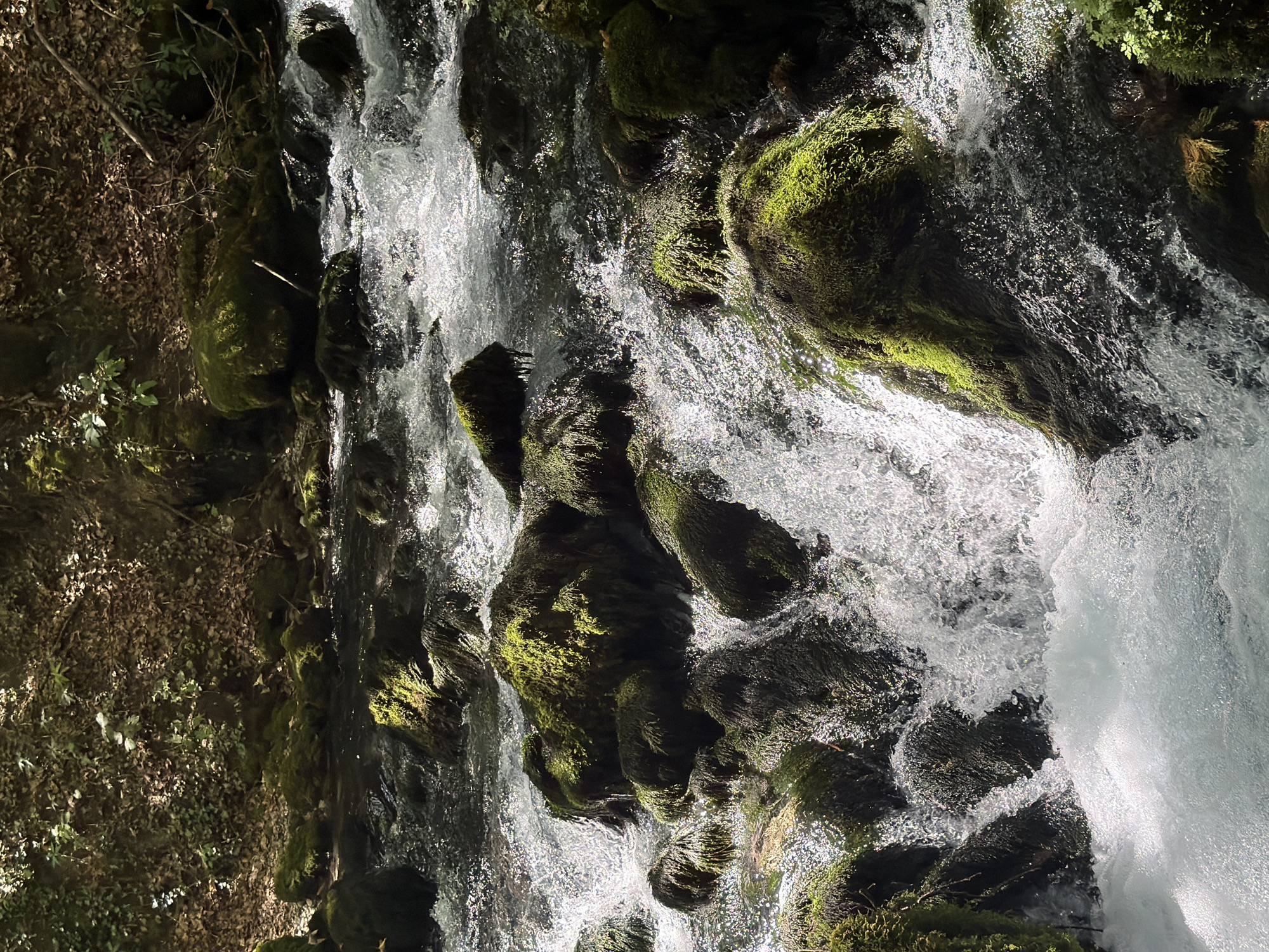 The image depicts a vibrant, moss-covered stream flowing over dark, wet rocks. The water is clear and exhibits white foam and ripples as it cascades over the obstacles. Sunlight filters through the overhead foliage, illuminating sections of the water and rocks with a bright, dappled effect. The surrounding environment is lush and green, with dense vegetation and fallen leaves visible on the banks. The scene suggests a natural, untouched setting, likely within a forest or wooded area. There are no people or man-made structures visible in the image. This scenery is characteristic of the natural springs and waterways found in Bistrica, Montenegro, known for its pristine natural beauty and abundant water sources.