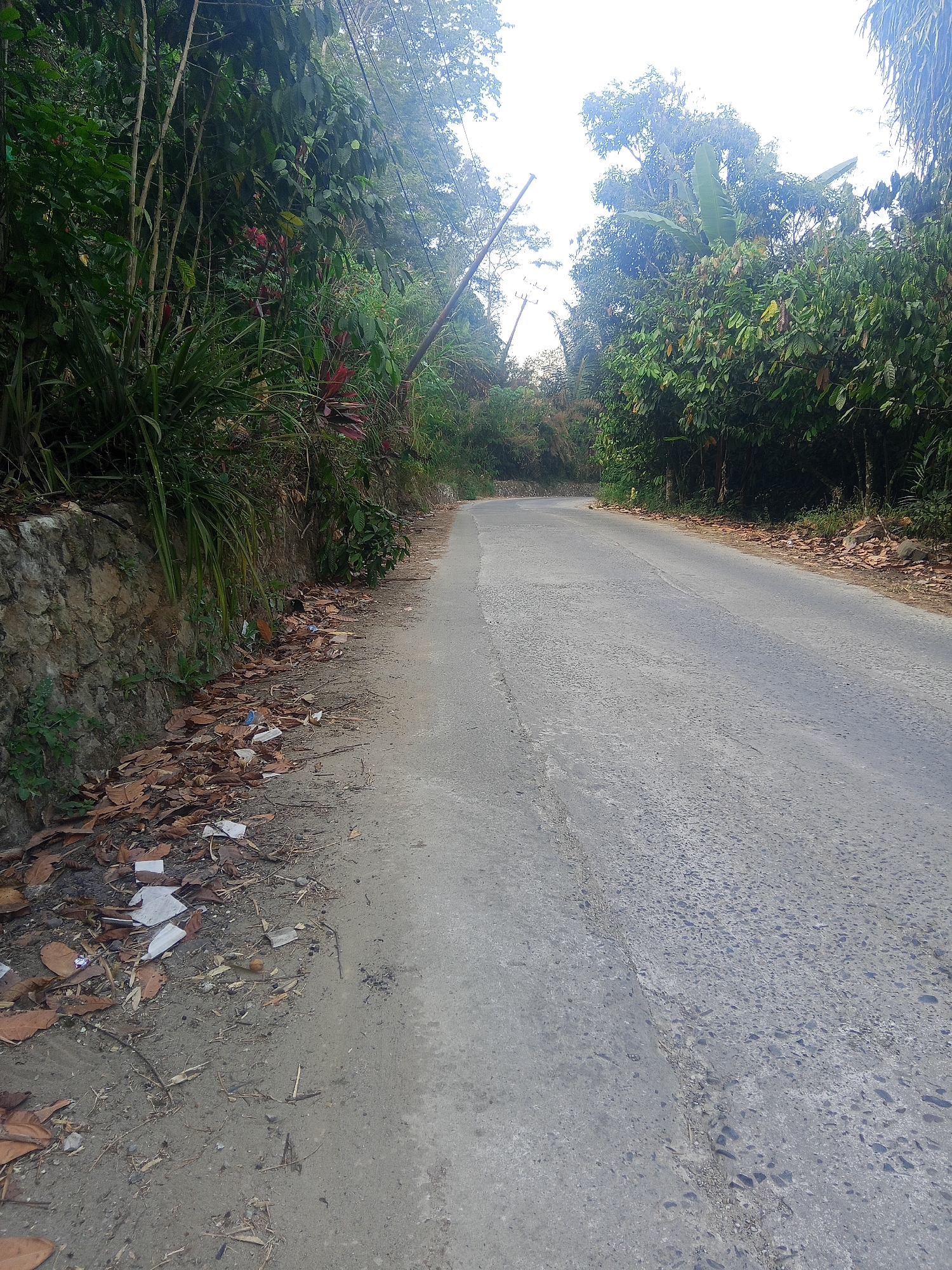 The image shows a paved road curving through a lush, green environment. On the left side of the road, there is a stone wall covered in vegetation, with fallen leaves and scattered white litter, possibly plastic wrappers, accumulating at its base. The road itself appears worn, with some patches of rougher texture and a visible seam running down its center. Tall trees and dense foliage line both sides of the road, creating a shaded canopy overhead. The sky is bright and overcast, suggesting a cloudy day. The overall scene depicts a rural or semi-rural road in a tropical setting. Based on the provided location context, this scene is situated in Tampo Makale, Indonesia.