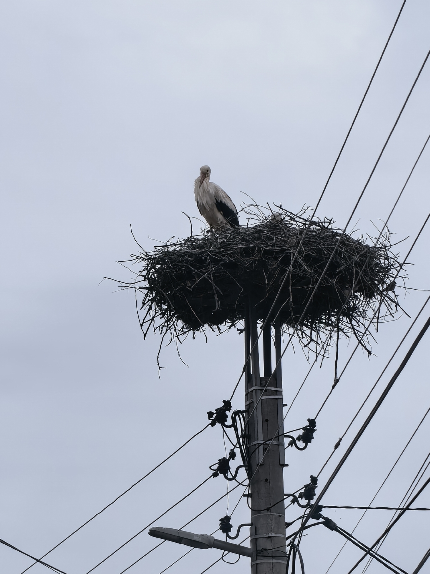 A stork stands in its nest atop a power pole amidst a network of power lines. The nest is large and constructed of sticks and branches. Below, electrical equipment is attached to the pole. The sky is overcast. The location is assumed to be in an urban or suburban environment in Unknown, Unknown.