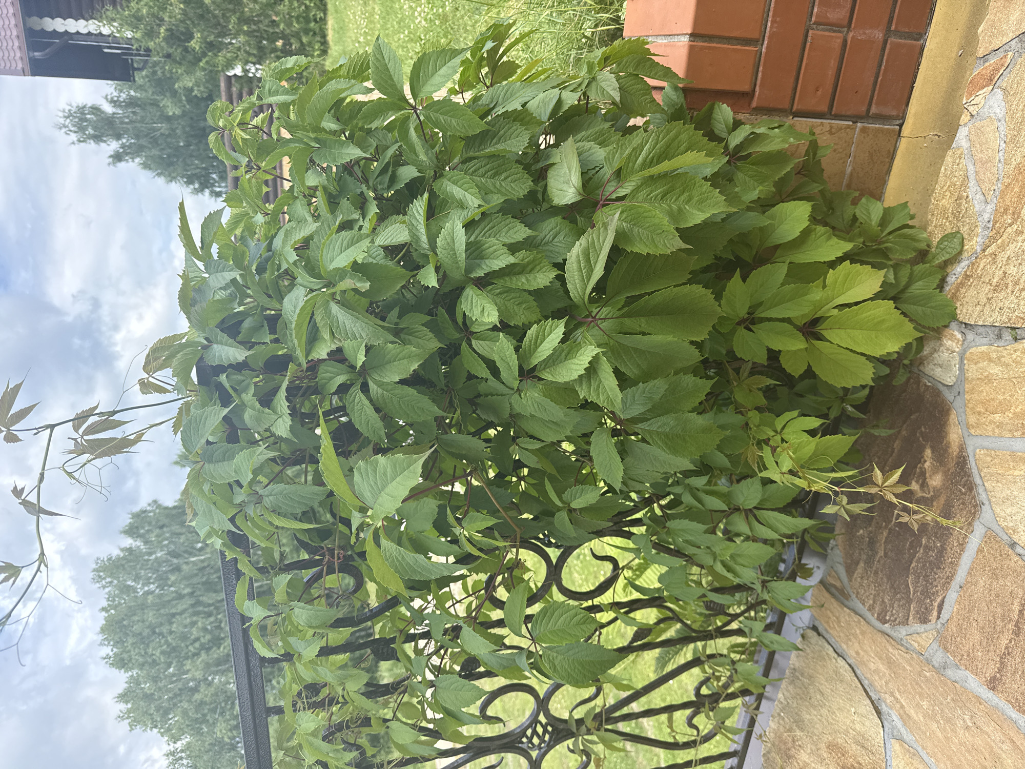 A dense, green vine with palmate leaves is growing in front of a black metal fence and a brick wall. The vine is lush and full, with many overlapping leaves. The fence has an ornate, scrolled design. Behind the fence and vine, there is a green lawn and trees. A cloudy sky is visible in the background. The scene appears to be outdoors, possibly in a residential area. The location is the village of Volchikha, Russia.