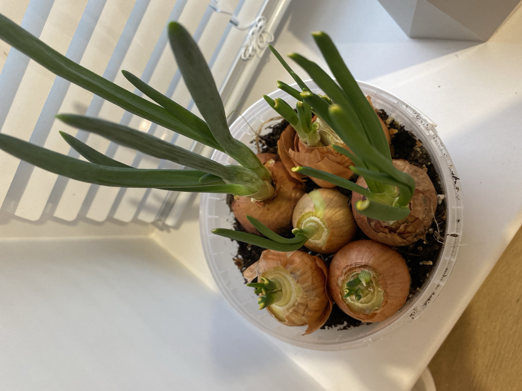 A clear plastic container, approximately 8-10 inches in diameter, is depicted from a slightly elevated, angled perspective. It rests on a white windowsill or shelf within a location identified as Chaikovsky, Russia. Inside the container, dark brown soil supports seven planted brown onions. All onions exhibit sprouting activity. The most prominent onion, positioned towards the top-center, has developed multiple vibrant green shoots, some extending several inches vertically. Other onions display smaller green sprouts emerging from their upper surfaces, indicating varying stages of growth. Dried, light brown onion skin fragments are scattered among the bulbs and soil. The background features white horizontal window blinds, through which ambient light enters, casting subtle linear shadows onto the adjacent plain, light-colored wall. No human figures are present.