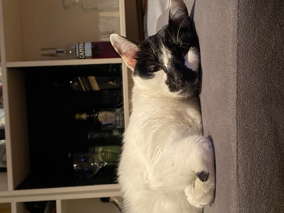 The image displays a bicolored black and white domestic cat resting indoors on a gray upholstered surface, likely a sofa or bed. The cat's body is predominantly white, featuring distinct black markings on its head, ears, and a portion of its face. A small black spot is visible on one of its front paws, which are tucked beneath its body. The cat's head is oriented towards the viewer, with one eye partially open. In the background, a white shelving unit with dark interior compartments holds various bottles of alcoholic beverages and glassware. Identifiable items include a bottle resembling Jameson Irish Whiskey (green label), a dark bottle with a gold label characteristic of Johnnie Walker Double Black, and a bottle of Campari containing red liquid and a white label. Several clear glasses and other less distinct bottles are also present on the shelves. The environment suggests a domestic setting. The specific location within Buenos Aires, Argentina, cannot be determined from the visual information provided in the image.
