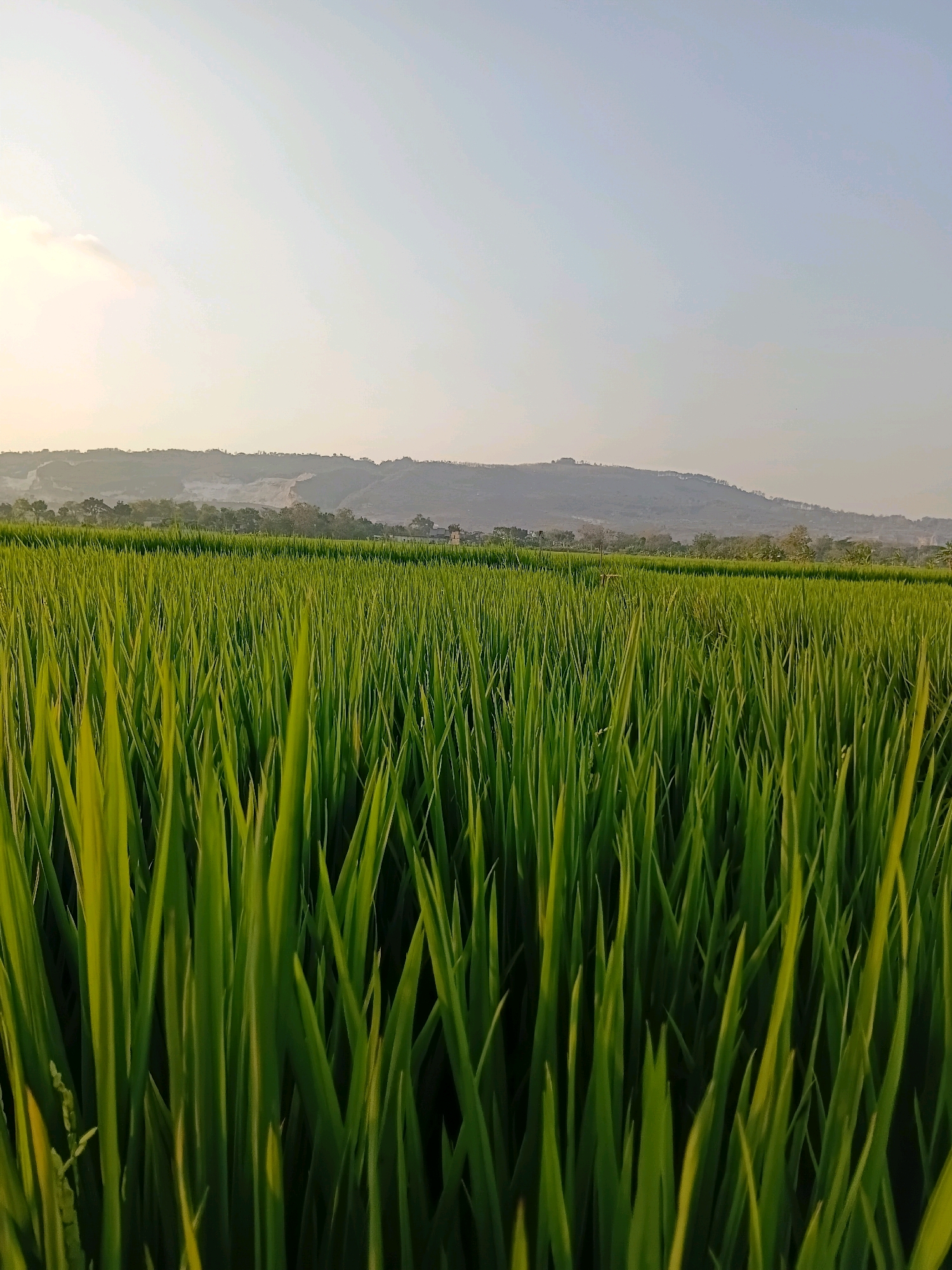 An outdoor, low-angle medium shot captures a vibrant green rice paddy in Rengel, Indonesia, under a pale blue sky. The foreground is dominated by the lush stalks of rice, their slender leaves reaching upwards, creating a dense, textured carpet of green. The focus is sharp on the nearest rice plants, with a slight blur extending into the middle ground. Beyond the paddy, a gentle slope of hills rises, sparsely dotted with trees and some evidence of human construction, including what appears to be a quarry or construction site on the far left side of the hillside. The atmosphere is serene, with soft, diffused light suggesting either early morning or late afternoon. There are no people or animals visible in the frame. The scene evokes a sense of rural tranquility and the bounty of the Indonesian landscape.