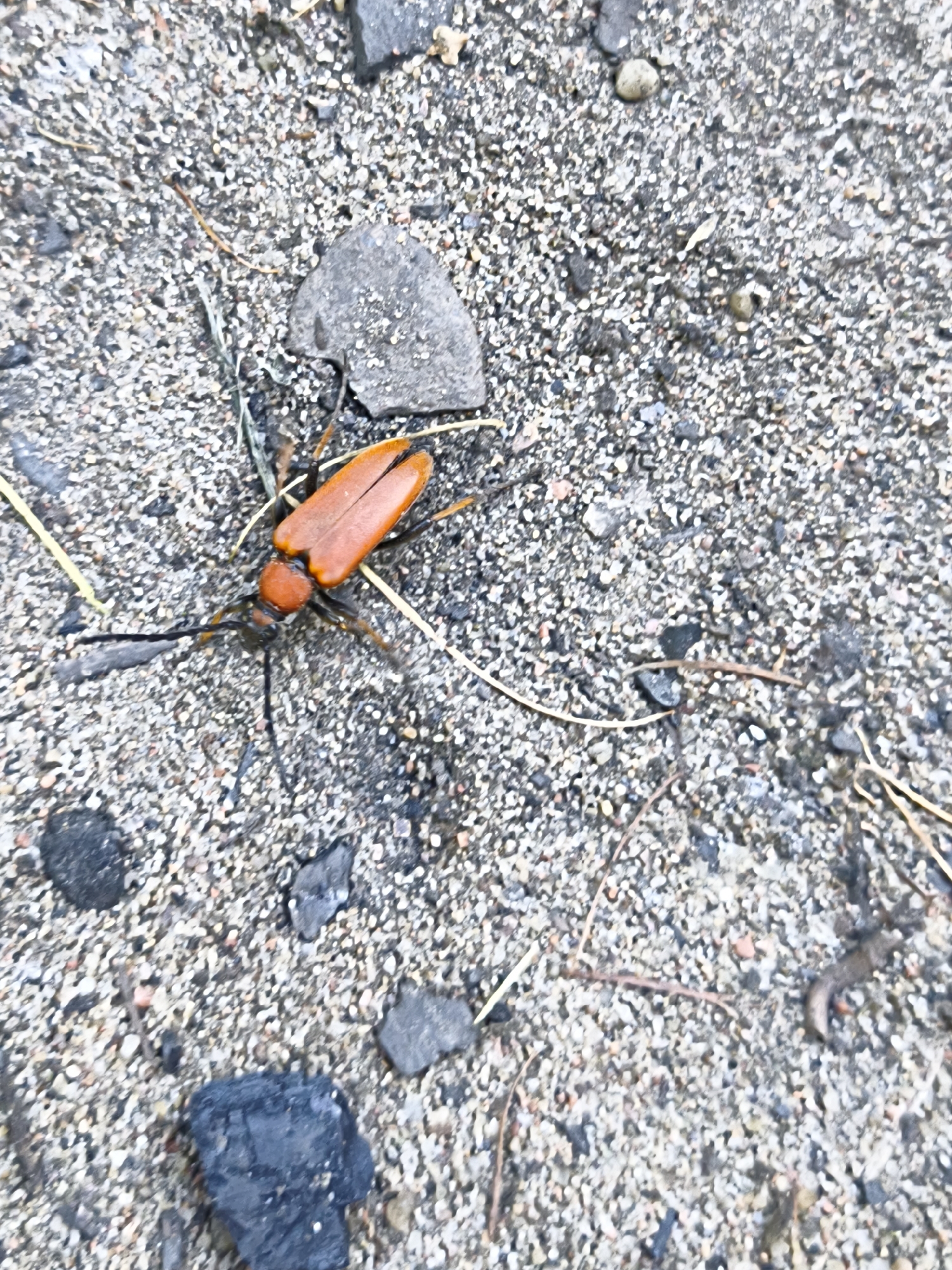 An orange beetle with black legs and antennae is on a sandy, gravelly surface in Maardu, Estonia. The ground is composed of small pebbles and darker debris, with a few larger grey and black rocks scattered throughout. The beetle is positioned towards the left side of the frame, with its body oriented diagonally. Its wings are closed and appear to be fused. The lighting suggests an outdoor environment, possibly a path or a natural area.