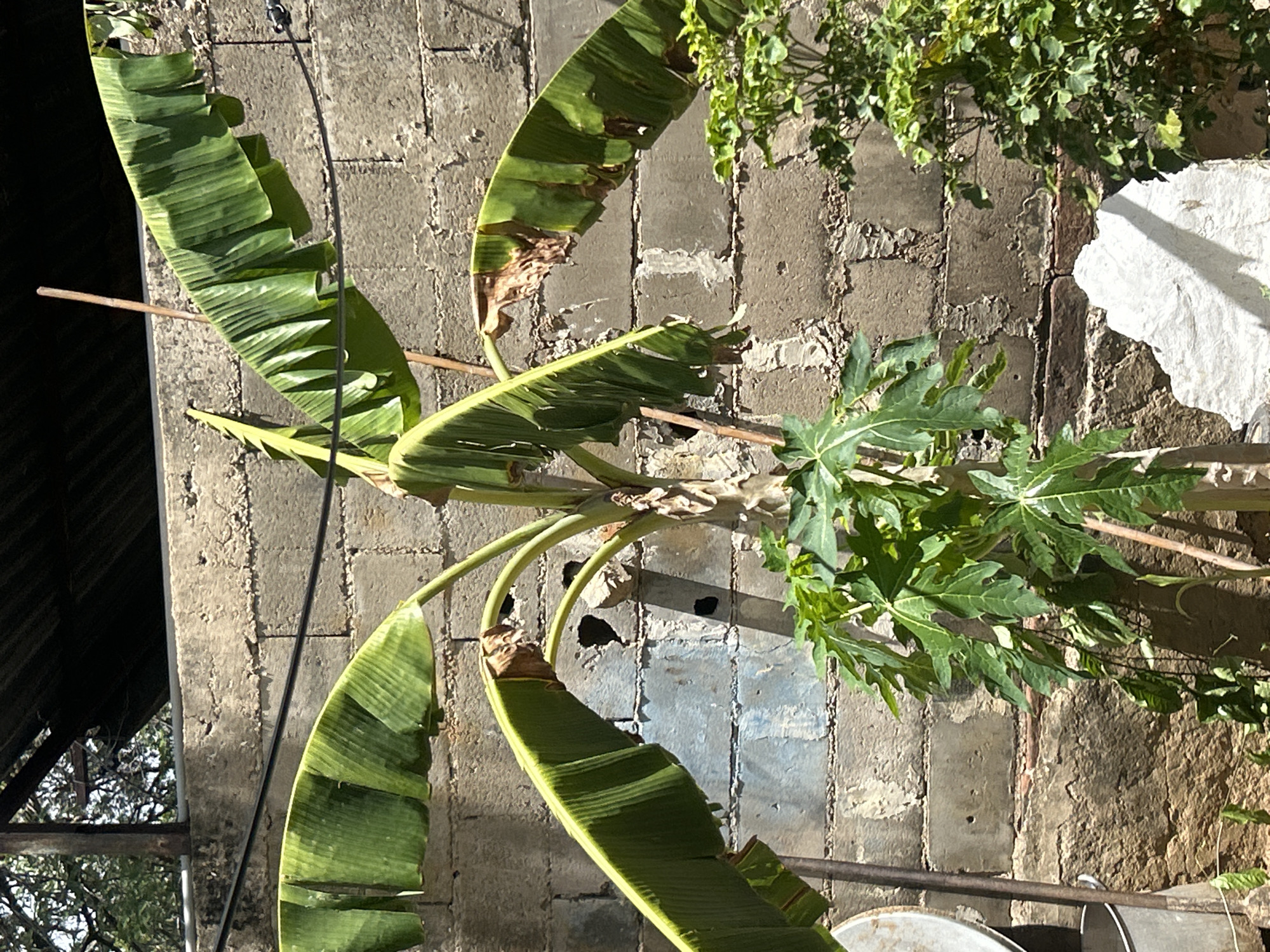 In Santa Ana, Venezuela, a banana tree stands prominently against a rough, cinder block wall. The banana leaves, some of which are damaged and brown at the edges, are vibrant green and spread outwards. A smaller papaya plant with distinctive, lobed leaves grows at the base of the banana tree. In the background, a dark, corrugated roof structure is visible, supported by wooden beams. The environment appears to be an outdoor area, possibly a yard or patio, with a scattering of debris and rocks on the ground. A metal bucket and a wooden-handled tool are partially visible on the left side of the frame. The lighting suggests a bright, sunny day, casting shadows across the scene.
