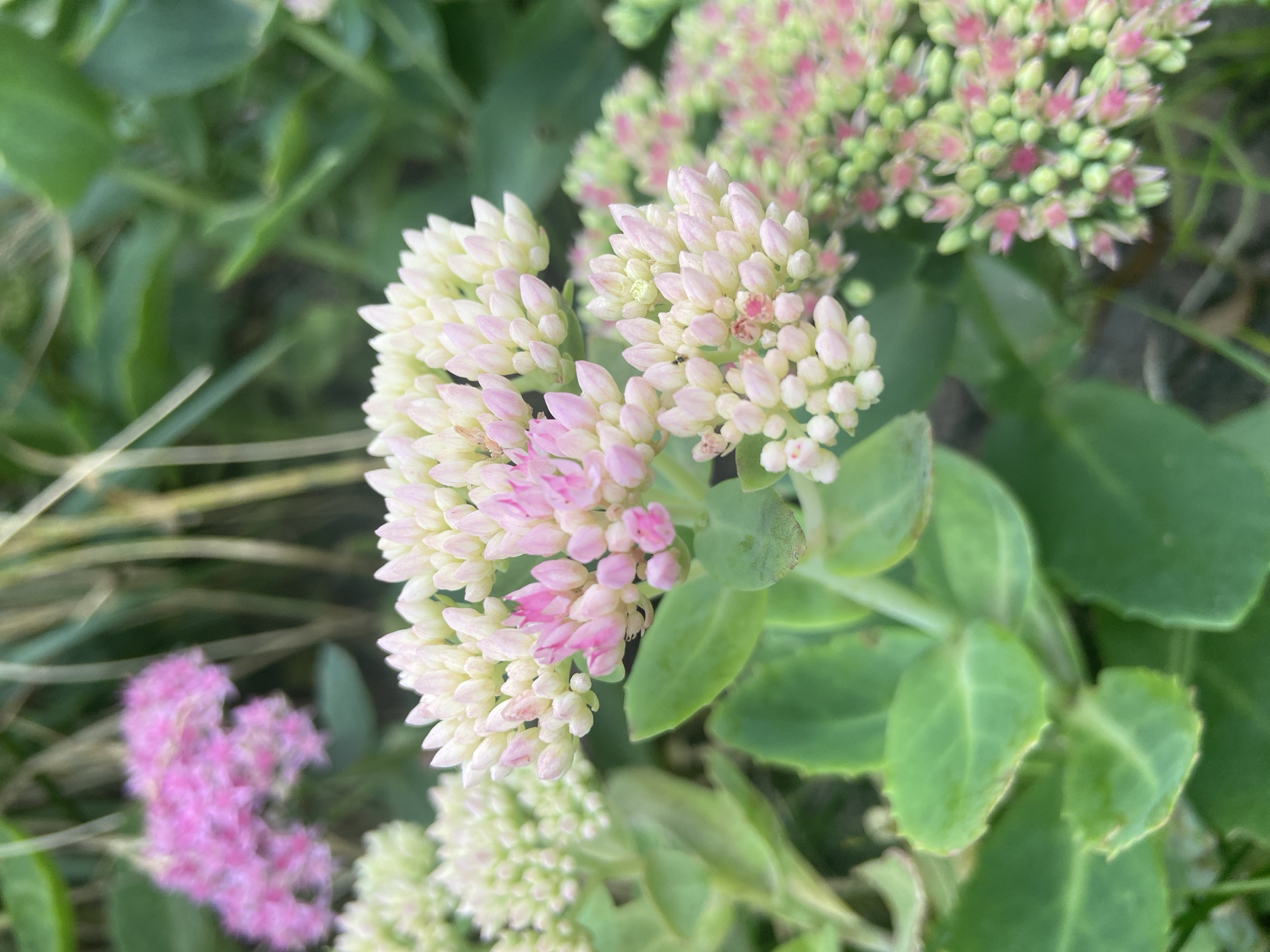 The image is a close-up shot of Sedum flowers, also known as stonecrop, in a garden setting. The flowers are in various stages of bloom, with clusters of small, star-shaped blossoms. The foreground features prominent clusters of light pink and cream-colored flowers with green leaves. In the background, there are more clusters of flowers, some appearing more pink and others a lighter green. The surrounding environment consists of lush green foliage and blades of grass, suggesting an outdoor, natural setting. There are no people or animals visible in the image, and no specific actions or interactions are depicted. The lighting appears to be natural daylight. There is no information in the image that would allow for the identification of a specific location in the city of Balashikha, Russia.